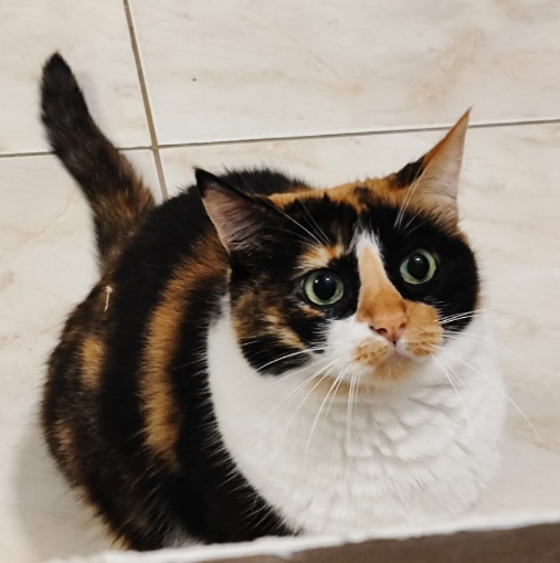 Buscamos a Kitty: Gata perdida en Altos de la Capilla, Dosquebradas 193