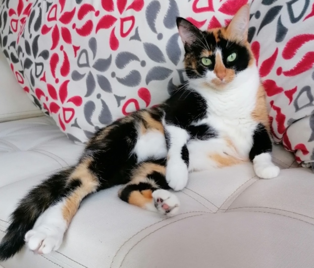 Buscamos a Kitty: Gata perdida en Altos de la Capilla, Dosquebradas 195