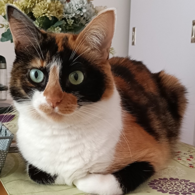 Buscamos a Kitty: Gata perdida en Altos de la Capilla, Dosquebradas 194