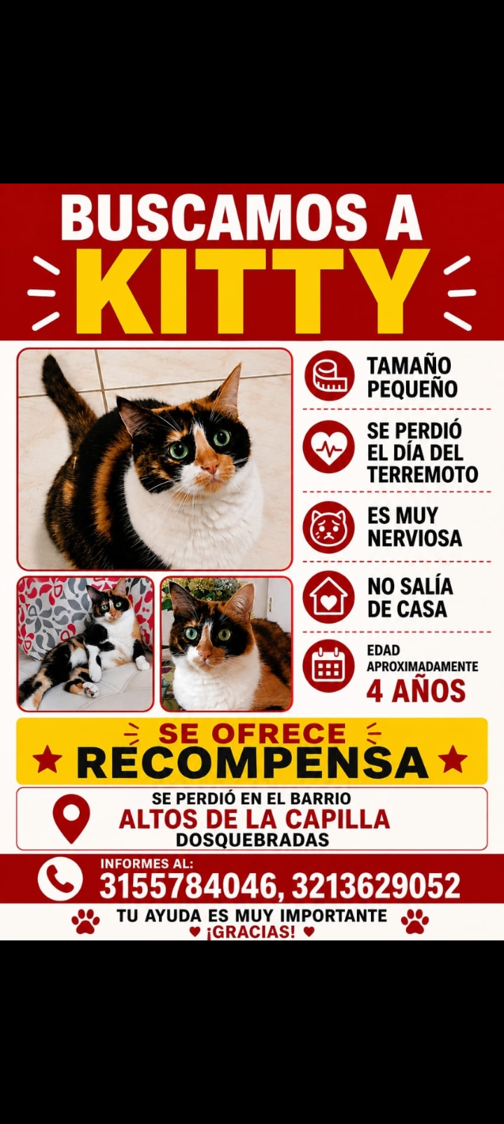 Buscamos a Kitty: Gata perdida en Altos de la Capilla, Dosquebradas 196