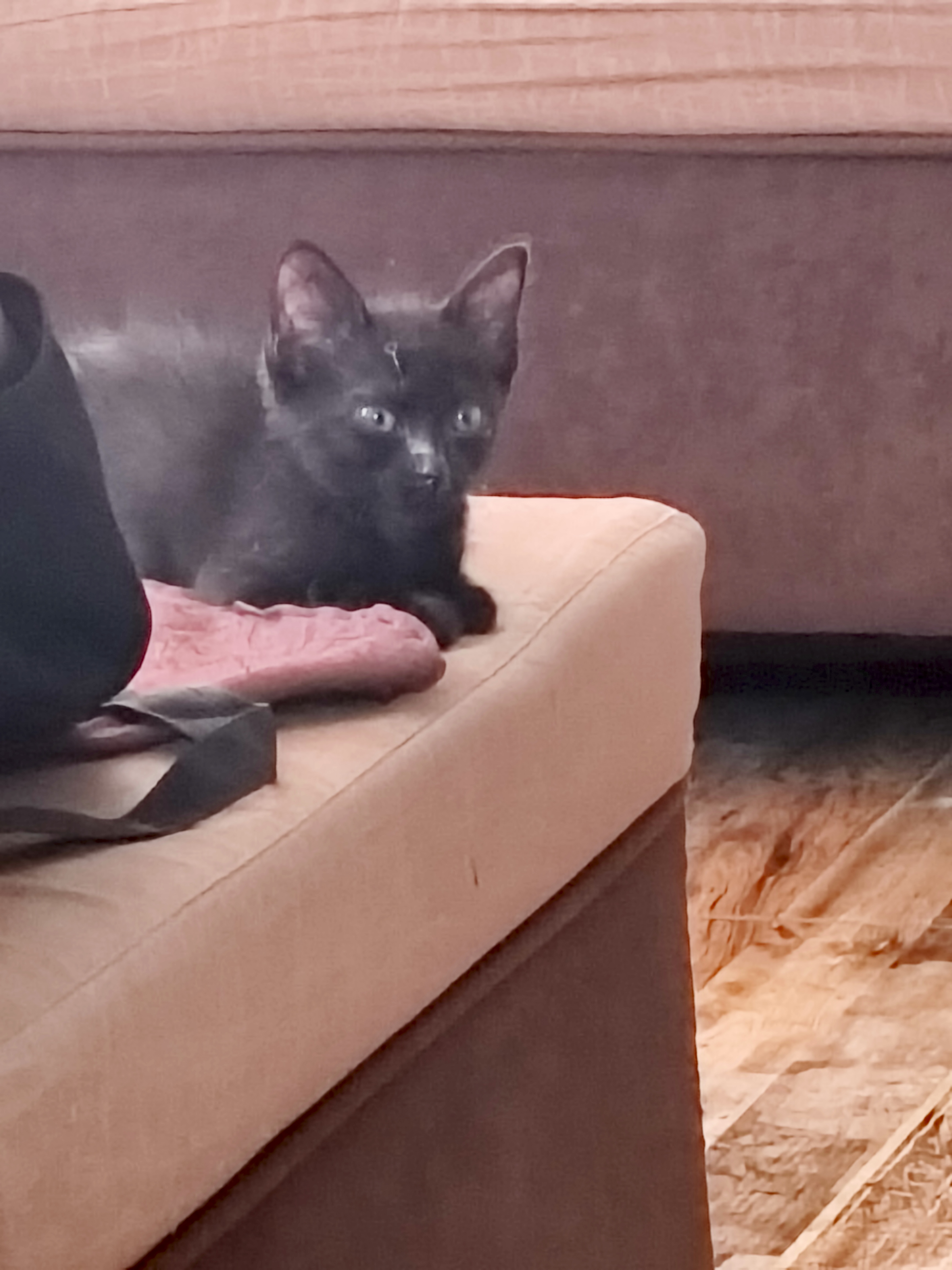 Gatito negro Lukumi perdido - ¡Ayúdanos a encontrarlo! 😿🖤 205