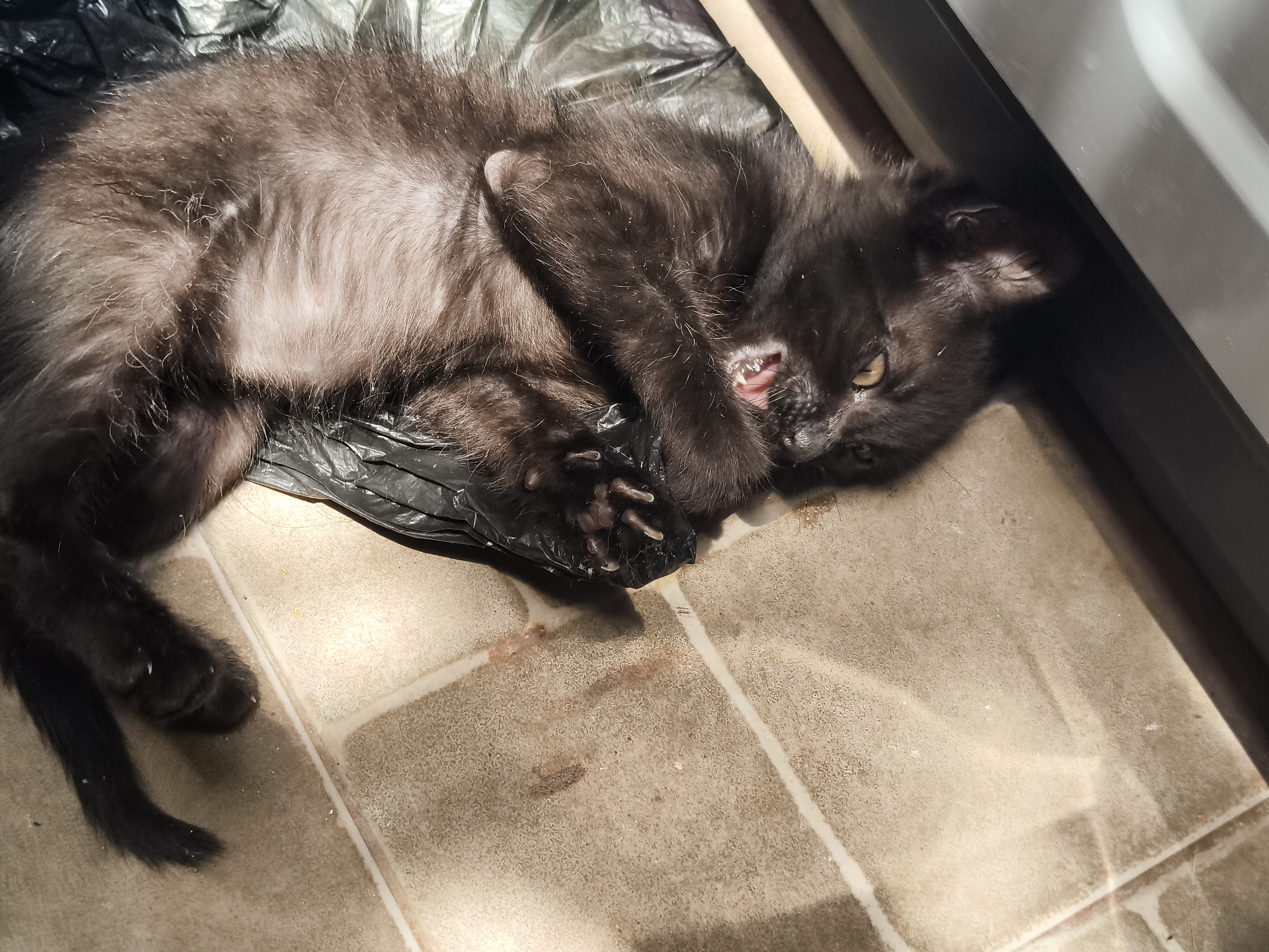 Gatito negro Lukumi perdido - ¡Ayúdanos a encontrarlo! 😿🖤 207