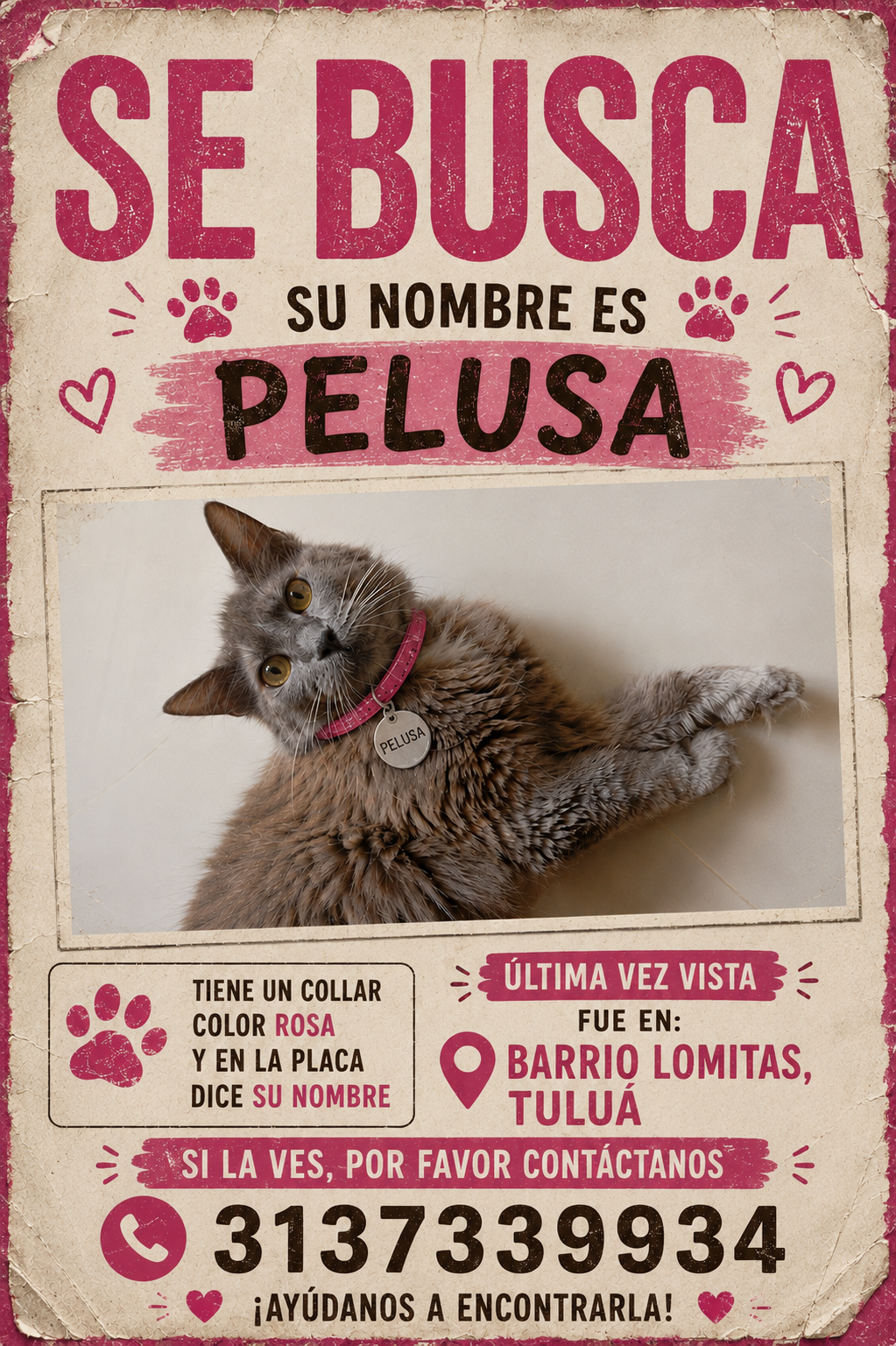 ¡Se busca Pelusa! Gatita perdida en Barrio Lomitas, Tuluá 200