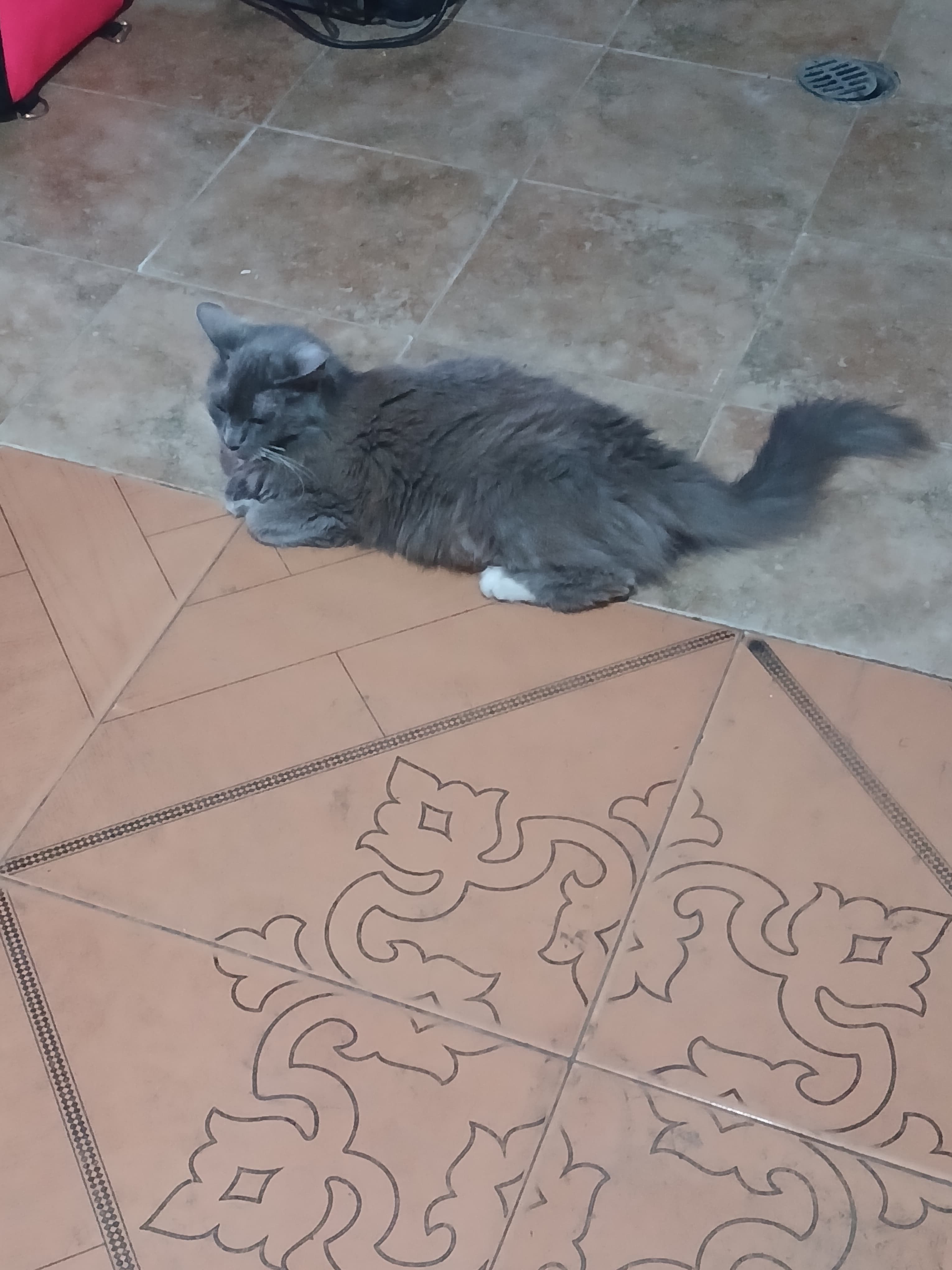 ¡Se busca Pelusa! Gatita perdida en Barrio Lomitas, Tuluá 198