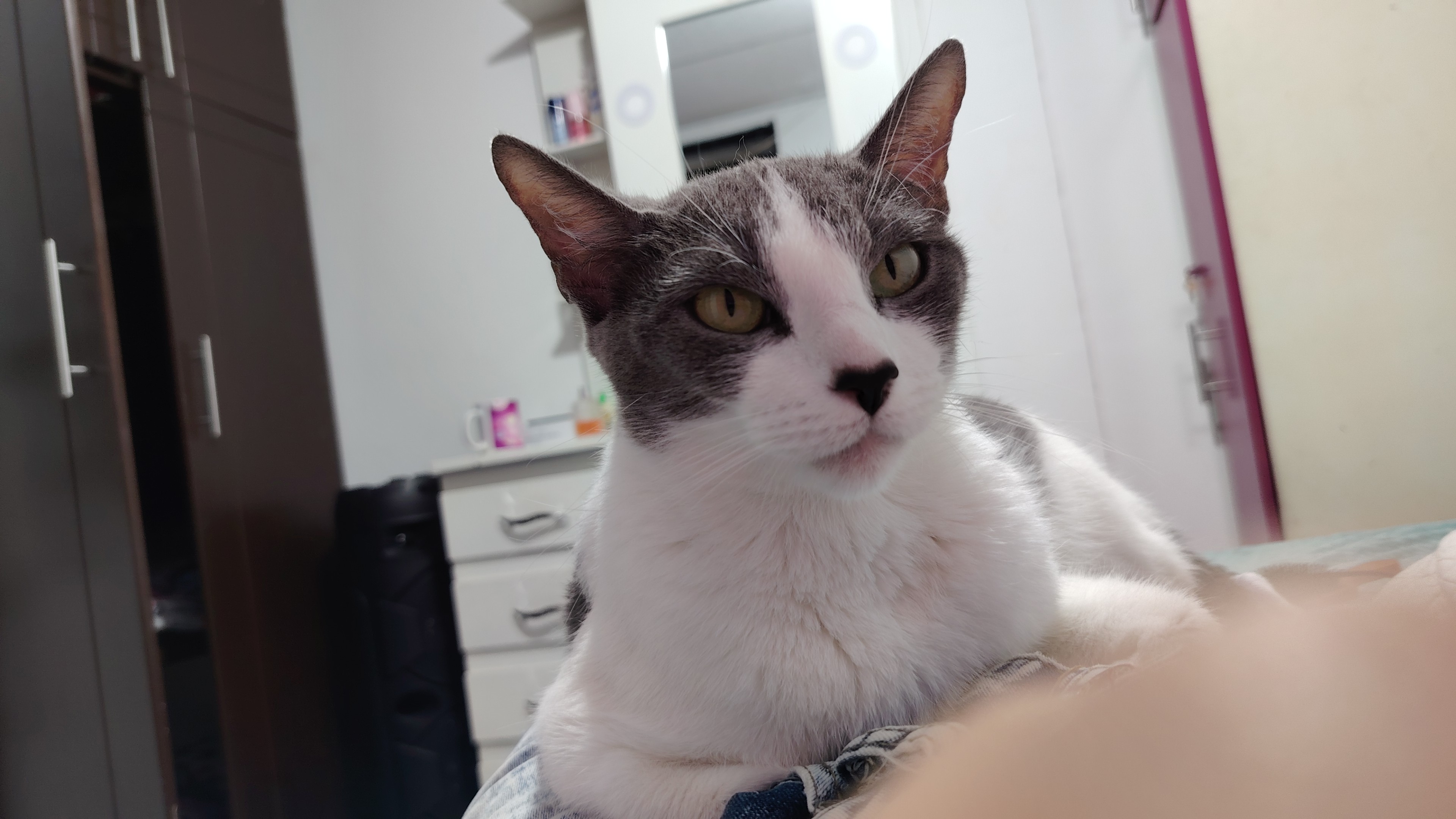 ¡Perlita perdida! Gato blanco y gris busca su hogar urgente 229