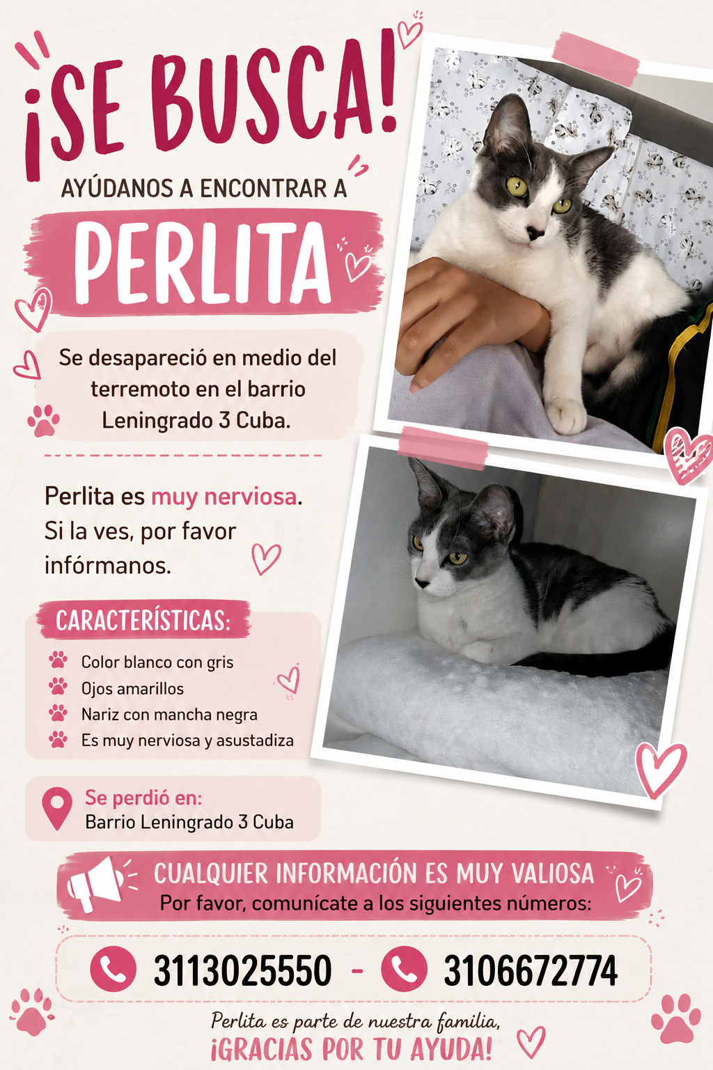 ¡Perlita perdida! Gato blanco y gris busca su hogar urgente 227