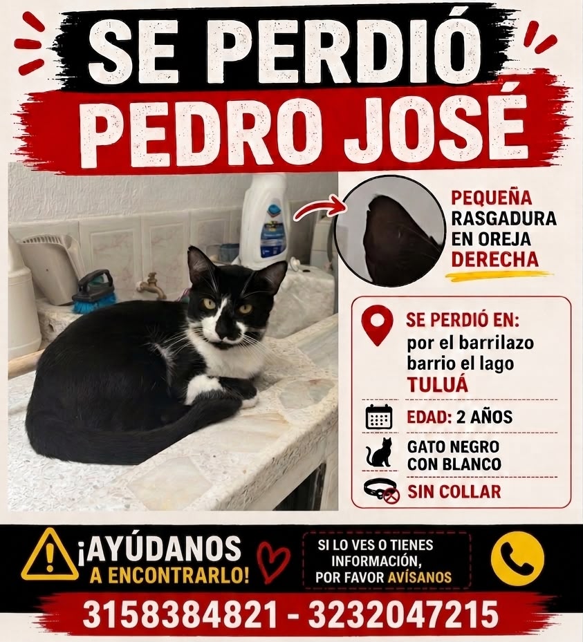 ¡Se busca! Pedro Jose, gato perdido en Tulua. ¡Ayuda a encontrarlo! 80