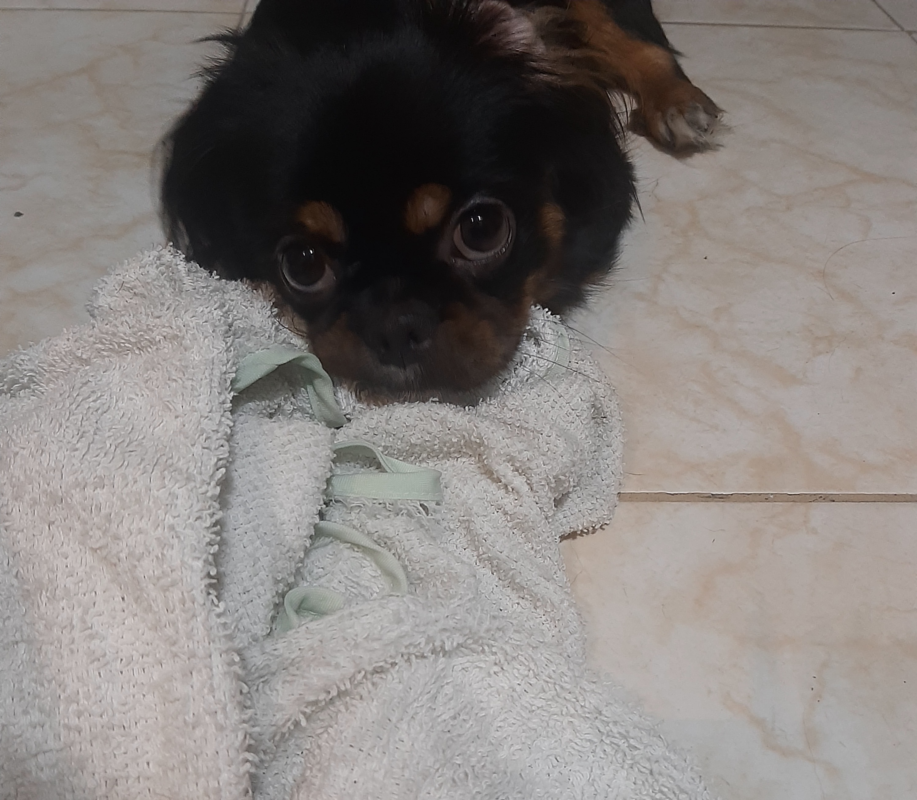 ¡Milú ha desaparecido¡ 🐶 Ayuda a encontrar a mi perrita perdida 48
