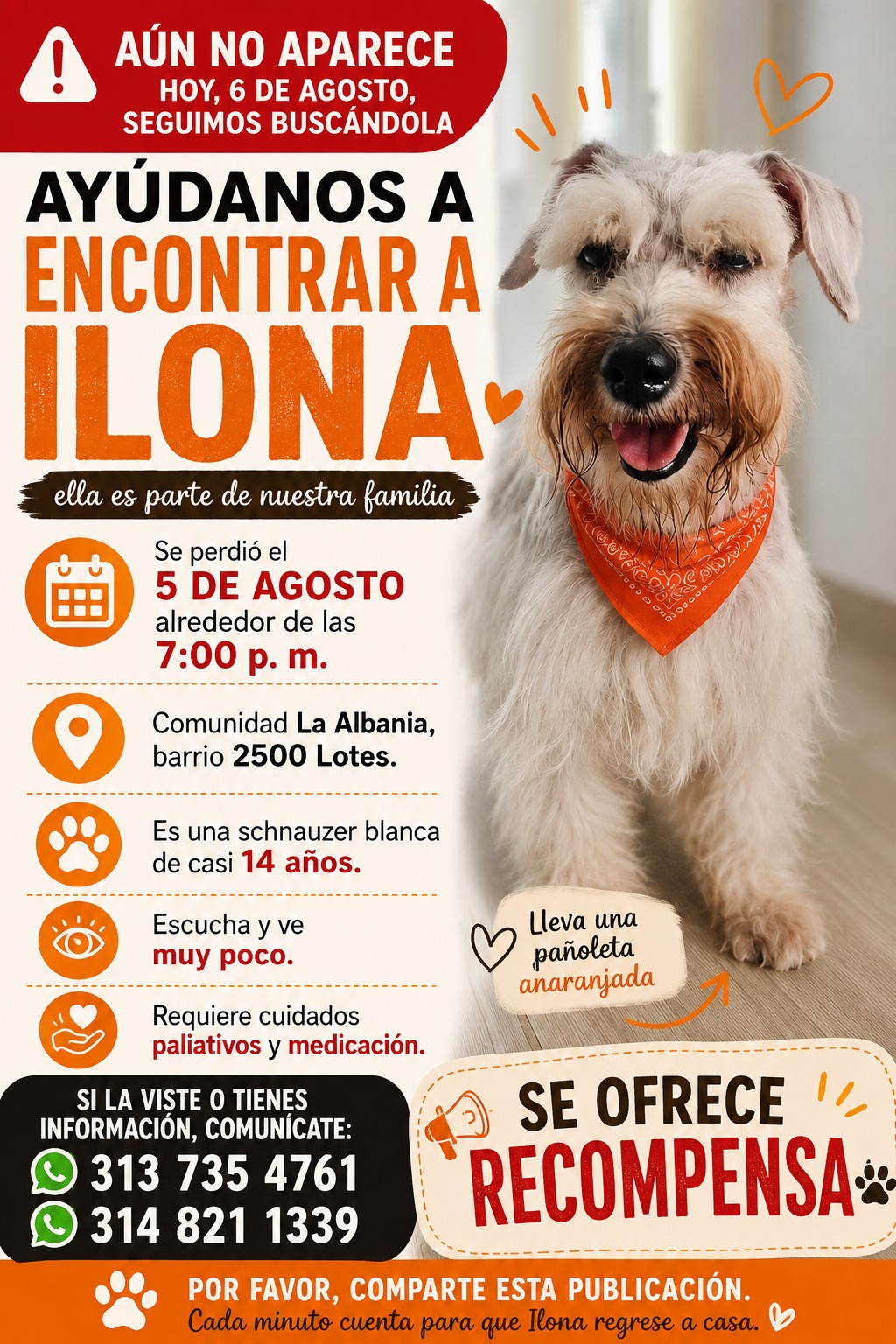 Perdida Ilona, perrita snhauzer blanca, requiere de cuidados paliativos 🐶 96