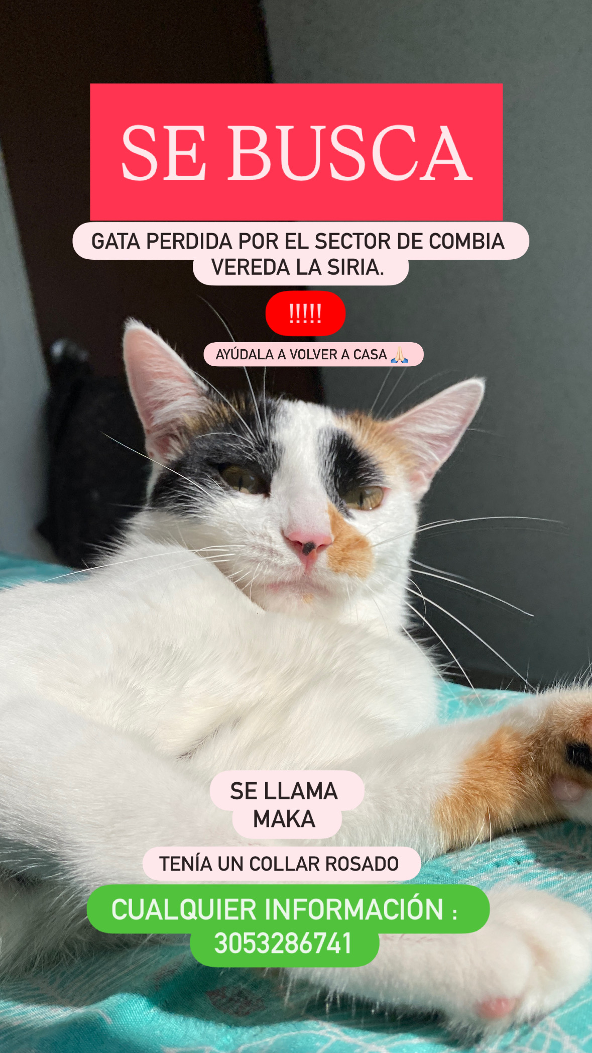 Se busca Maka: Gata perdida, información de contacto 272