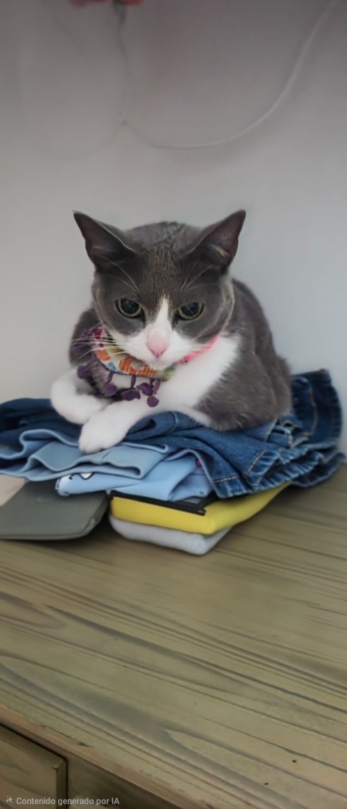 Pelusa, gata perdida. ¡Ayuda a encontrarla! 89