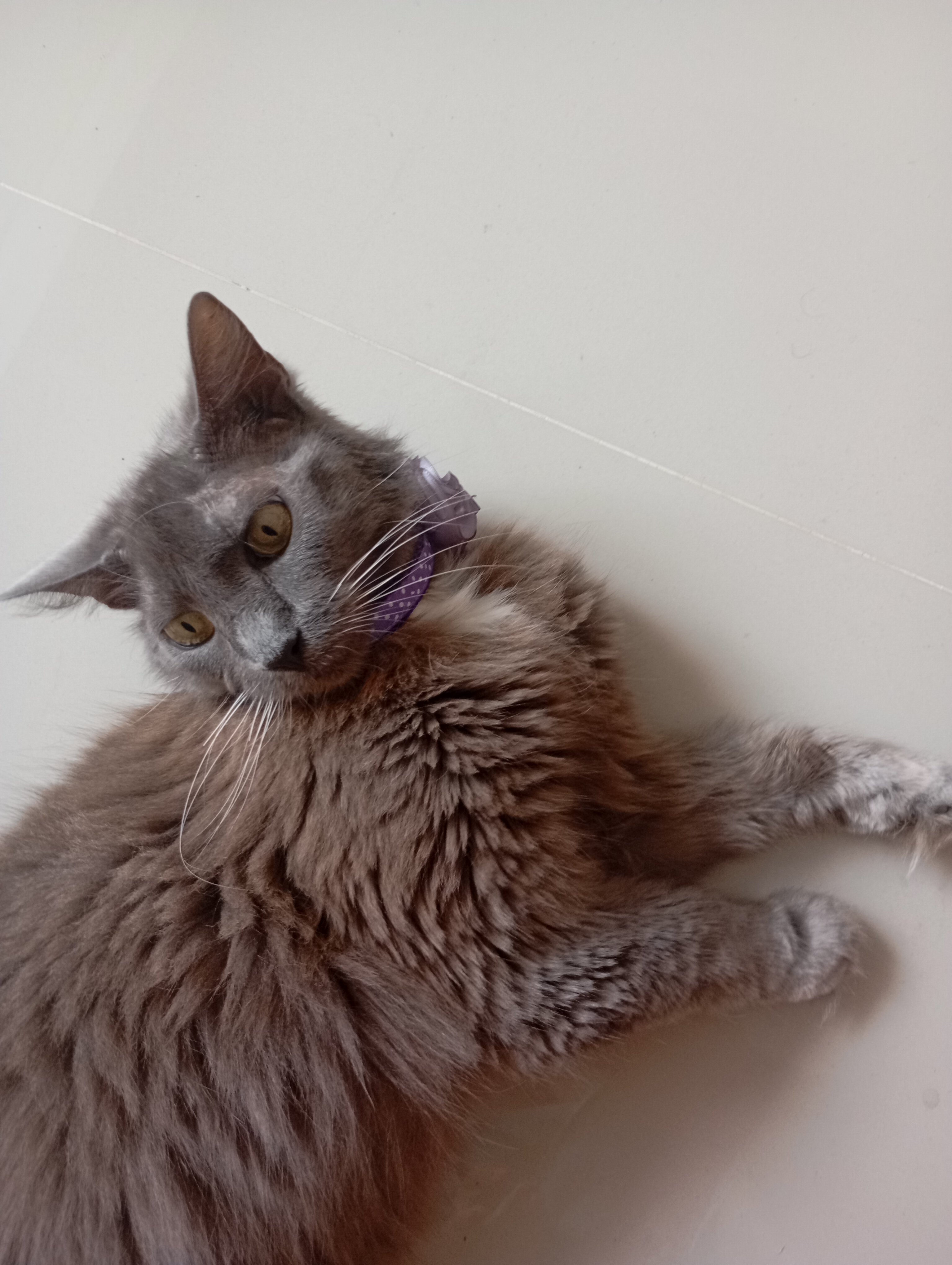 ¡Se busca Pelusa! Gatita perdida en Barrio Lomitas, Tuluá 201