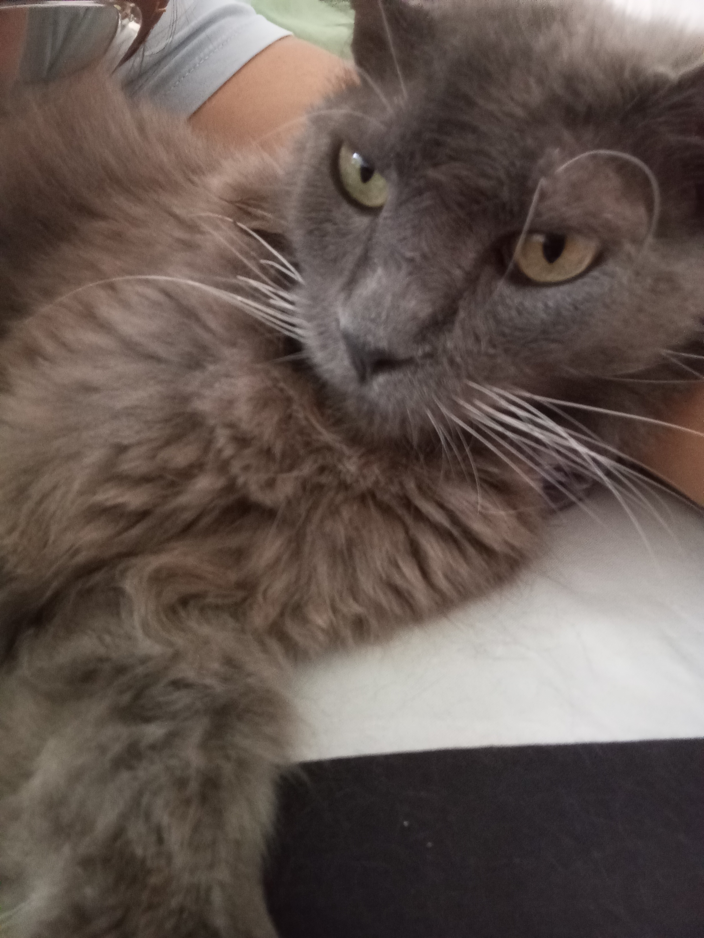 ¡Se busca Pelusa! Gatita perdida en Barrio Lomitas, Tuluá 199