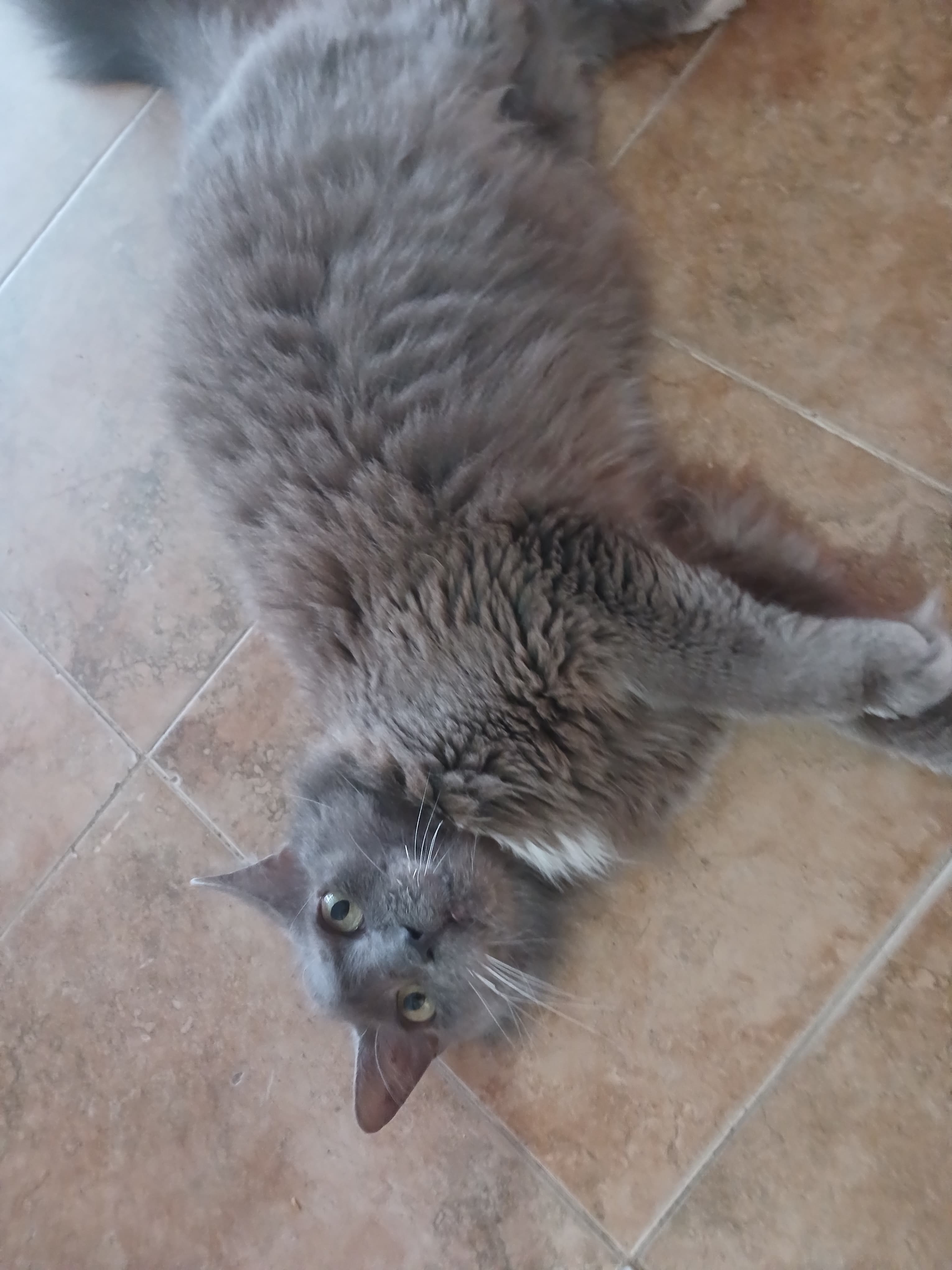 ¡Se busca Pelusa! Gatita perdida en Barrio Lomitas, Tuluá 202