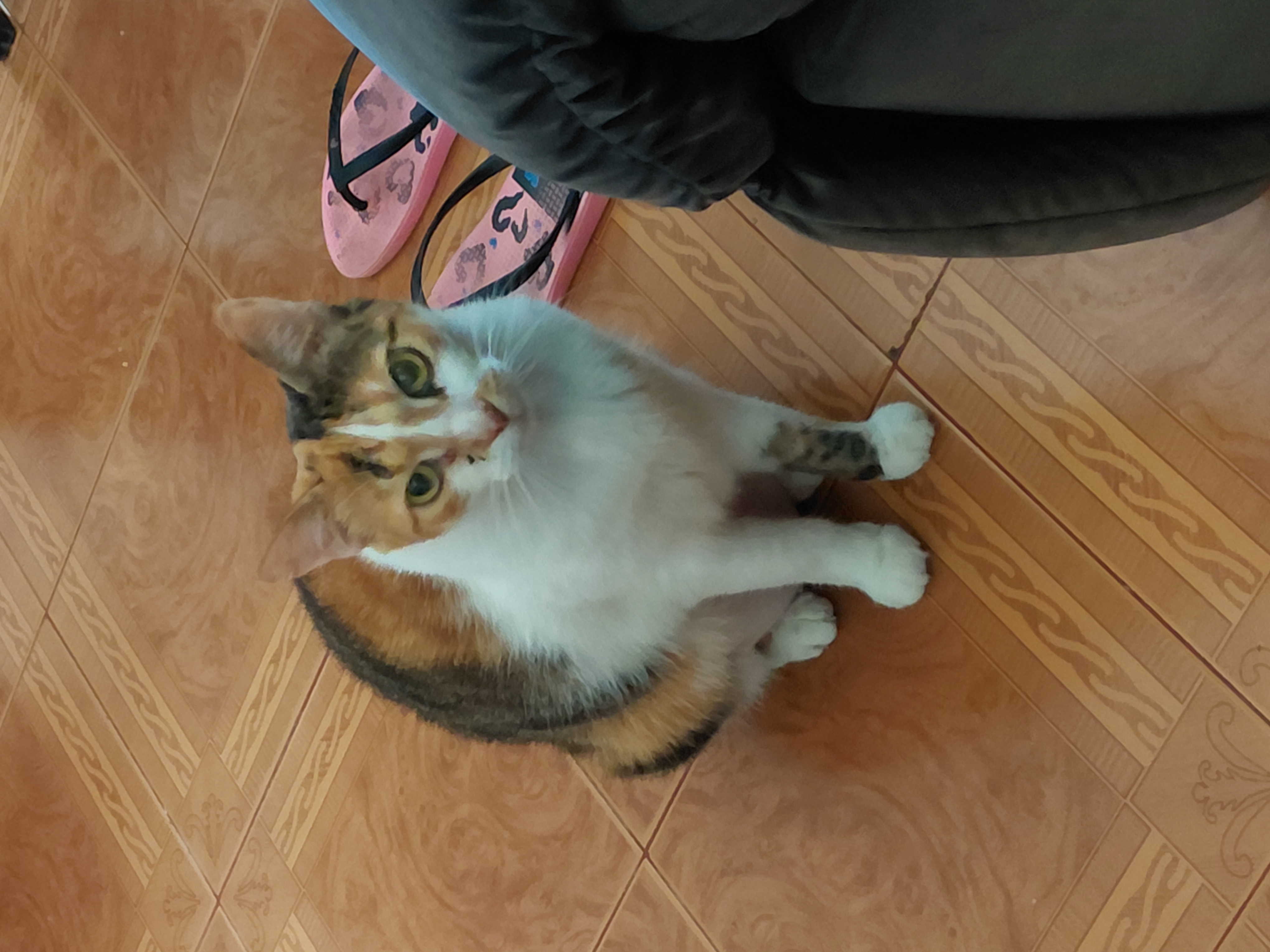 Luna - Gata Perdida 💔 186
