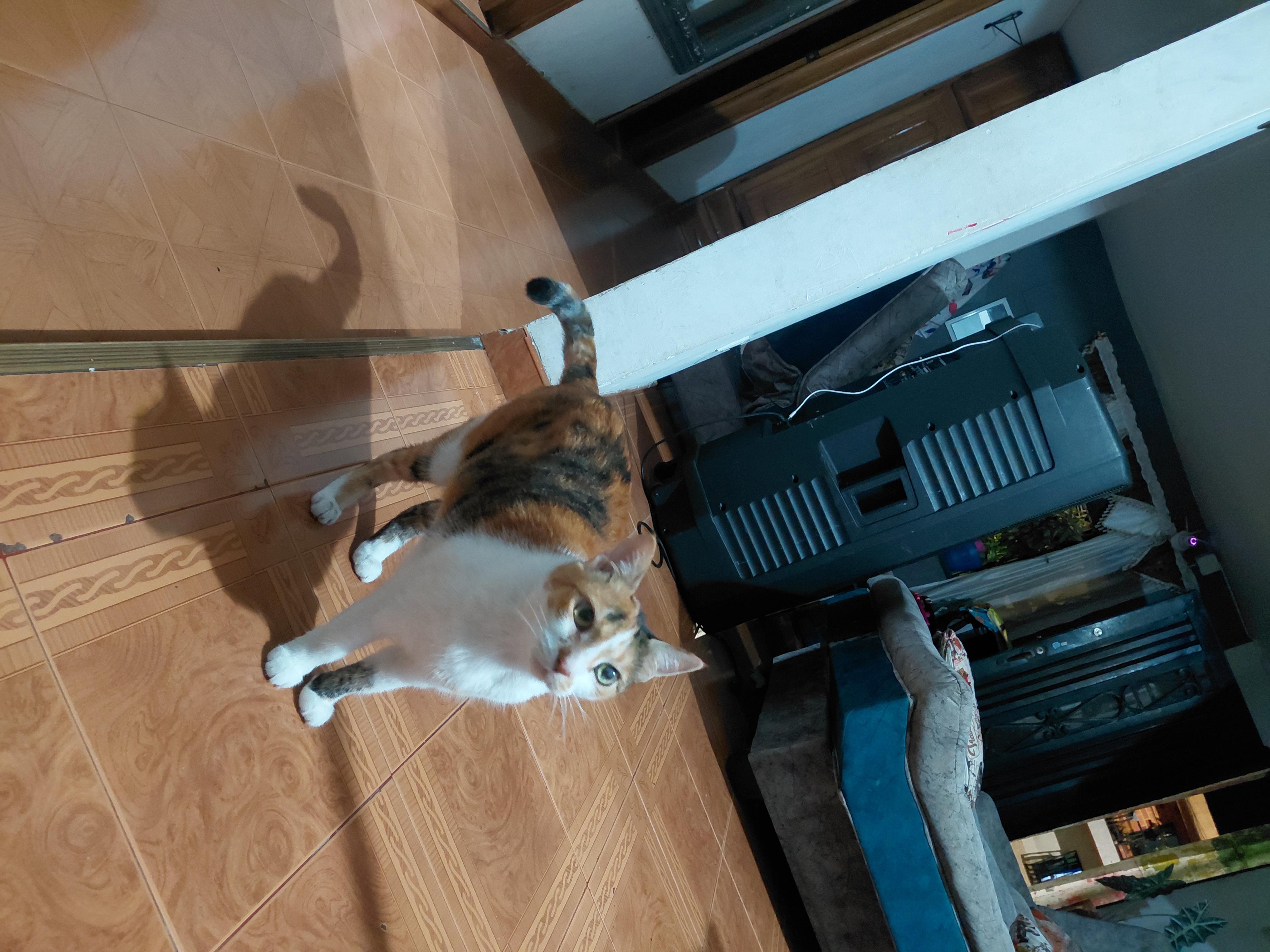 ¡Luna gatica perdida en La Virginia Risa! Gata tricolor busca regresar a casa 😿 191