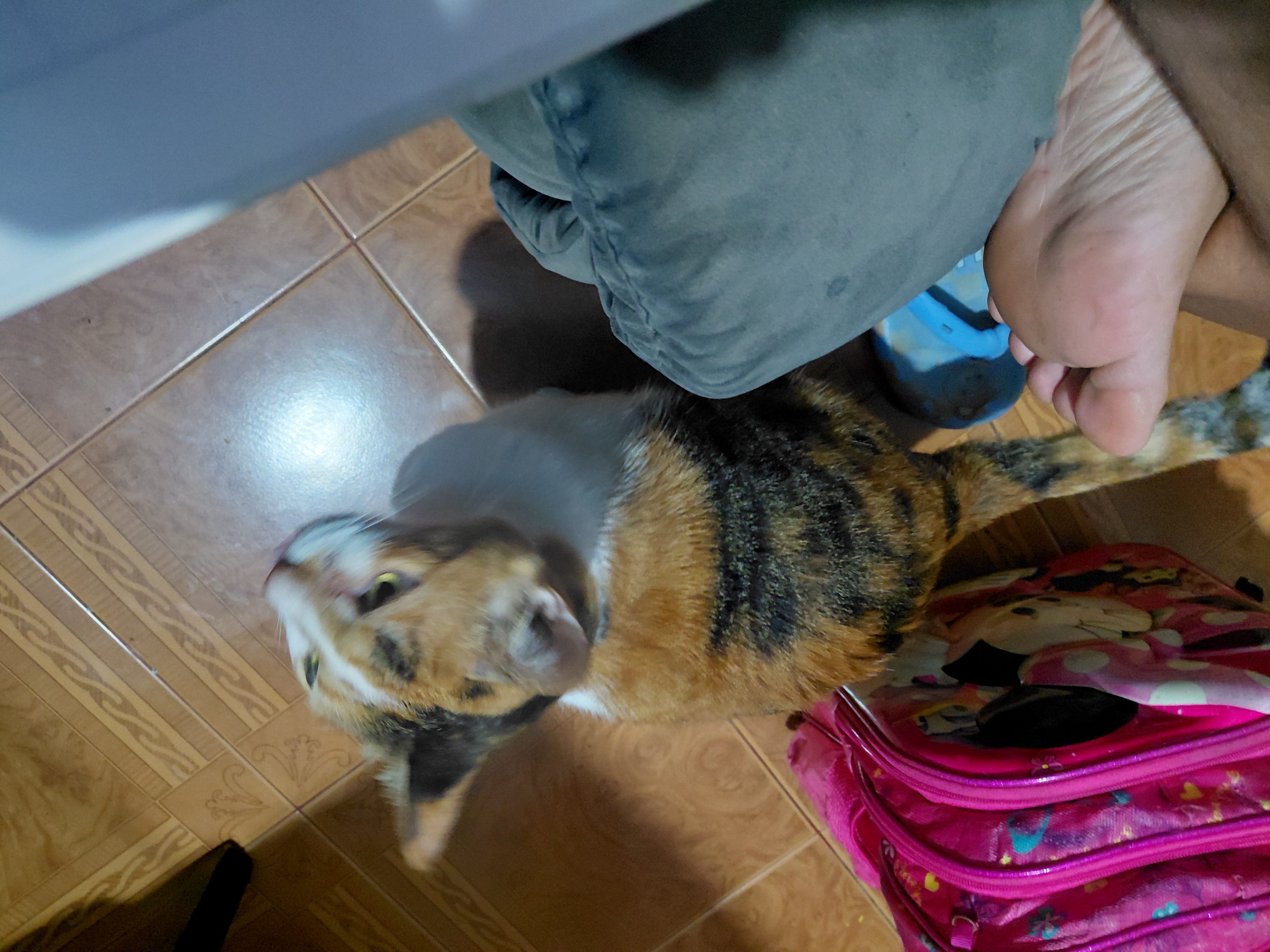 ¡Luna gatica perdida en La Virginia Risa! Gata tricolor busca regresar a casa 😿 190