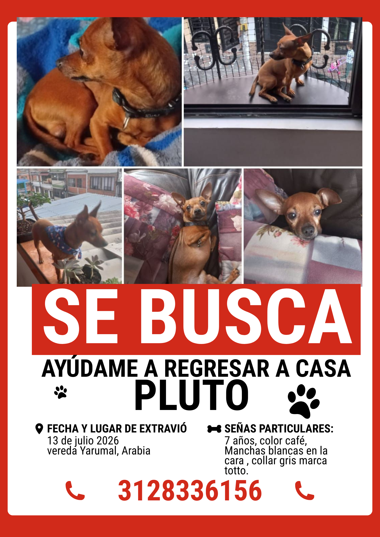 Se busca Pluto, perro perdido en Pereira. Recompensa. 74