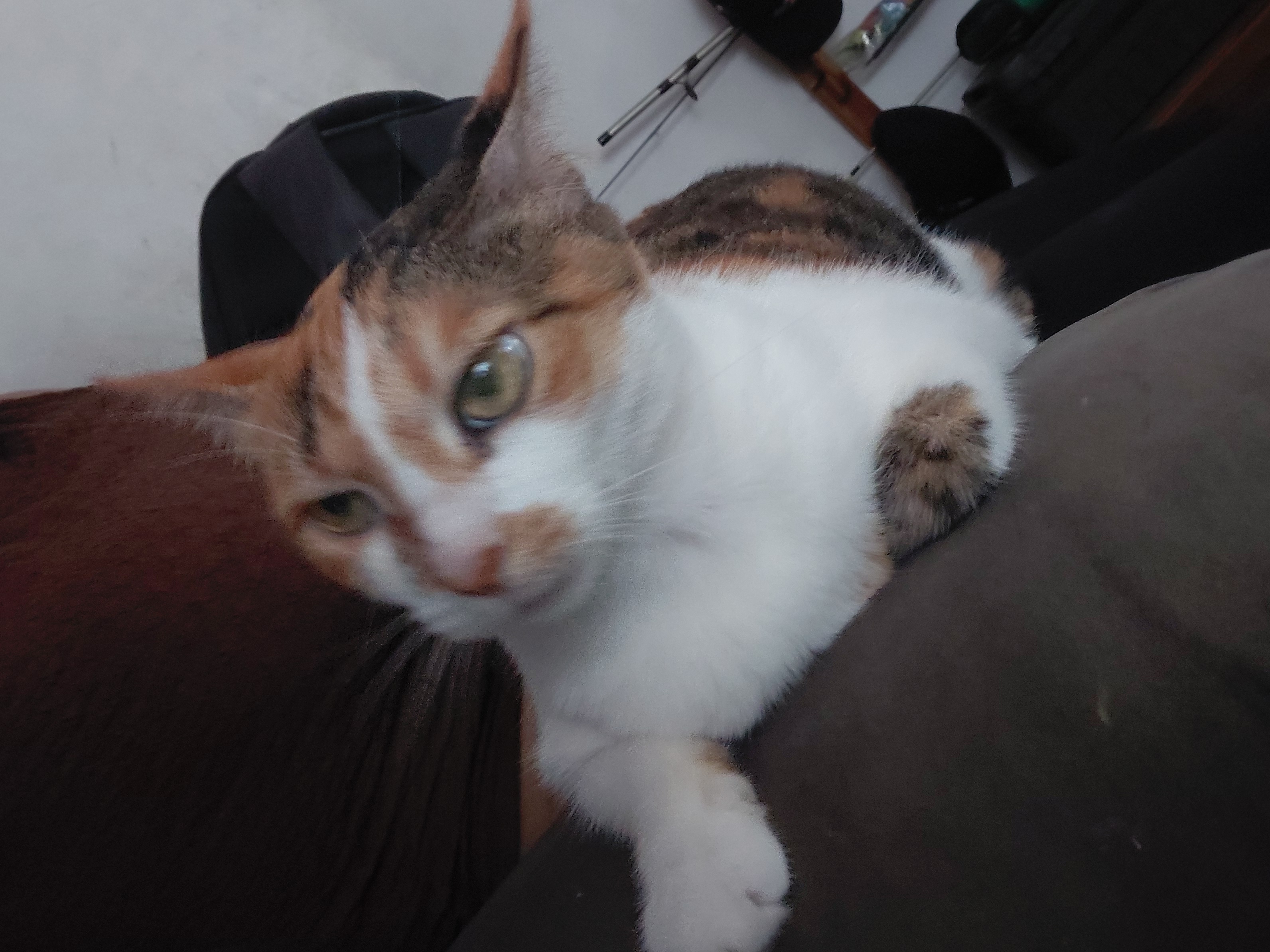 ¡Luna gatica perdida en La Virginia Risa! Gata tricolor busca regresar a casa 😿 189