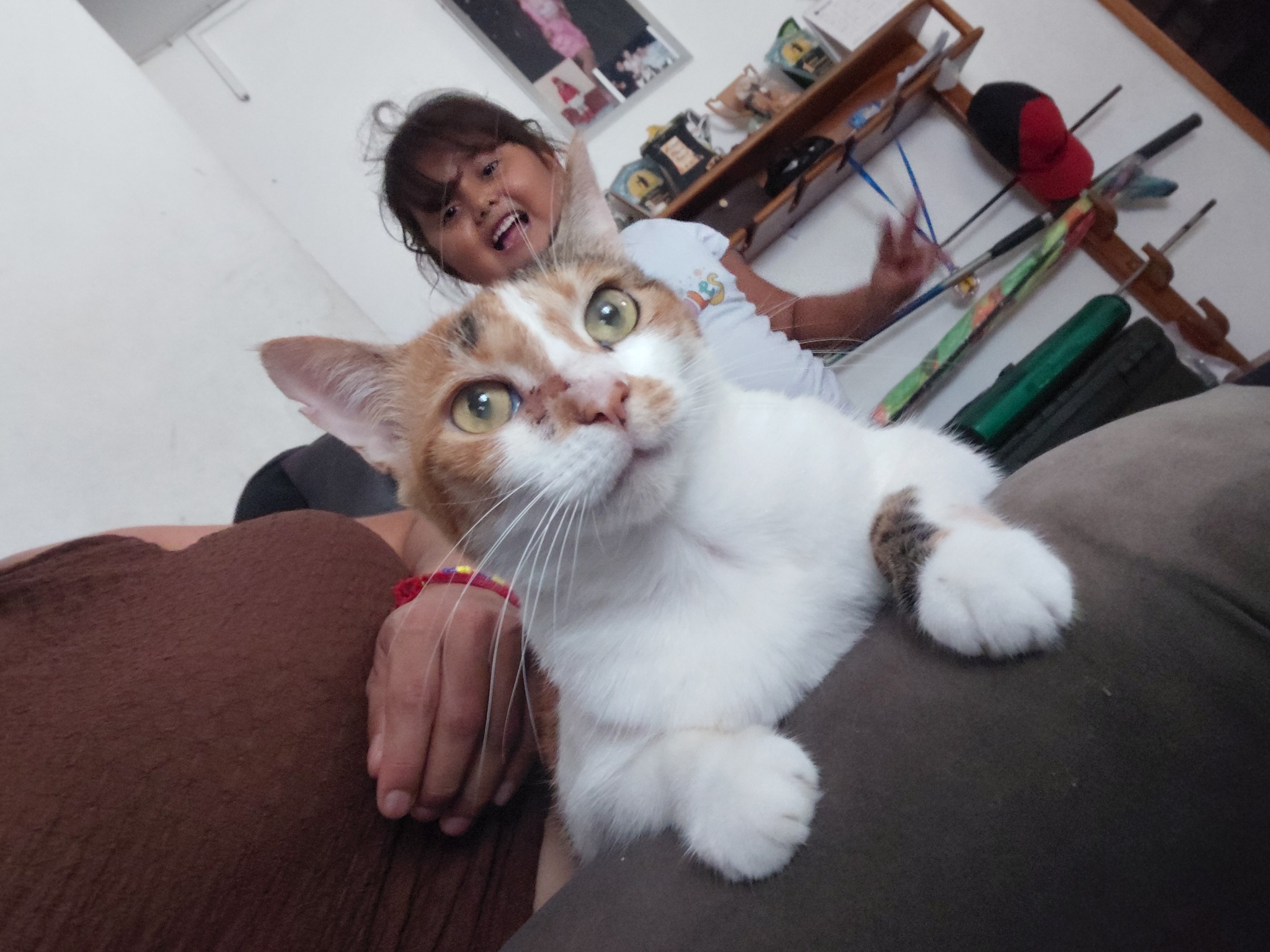 ¡Luna gatica perdida en La Virginia Risa! Gata tricolor busca regresar a casa 😿 188
