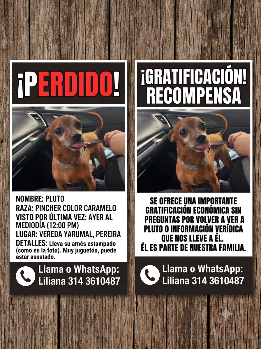 Se busca Pluto, perro perdido en Pereira. Recompensa. 73