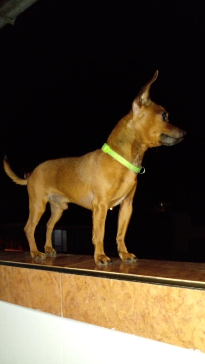 Se busca Pluto, perro perdido en Pereira. Recompensa. 71