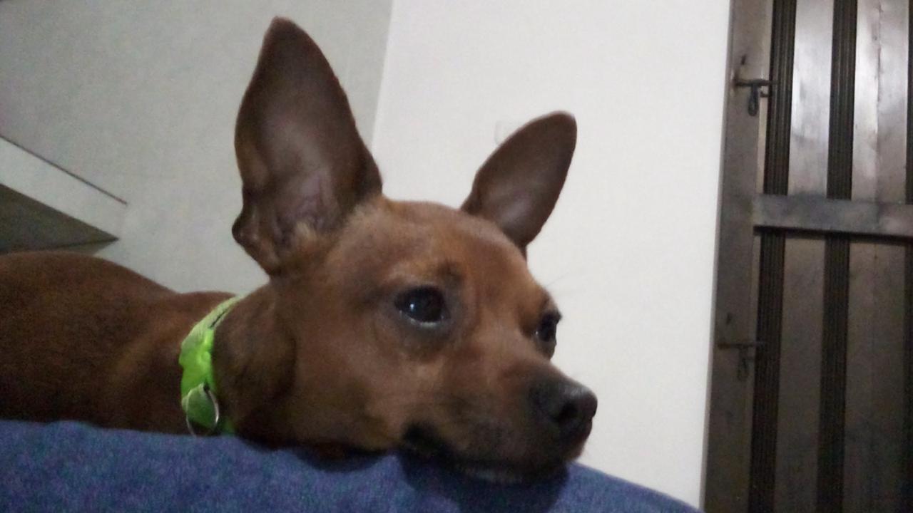 Se busca Pluto, perro perdido en Pereira. Recompensa. 70