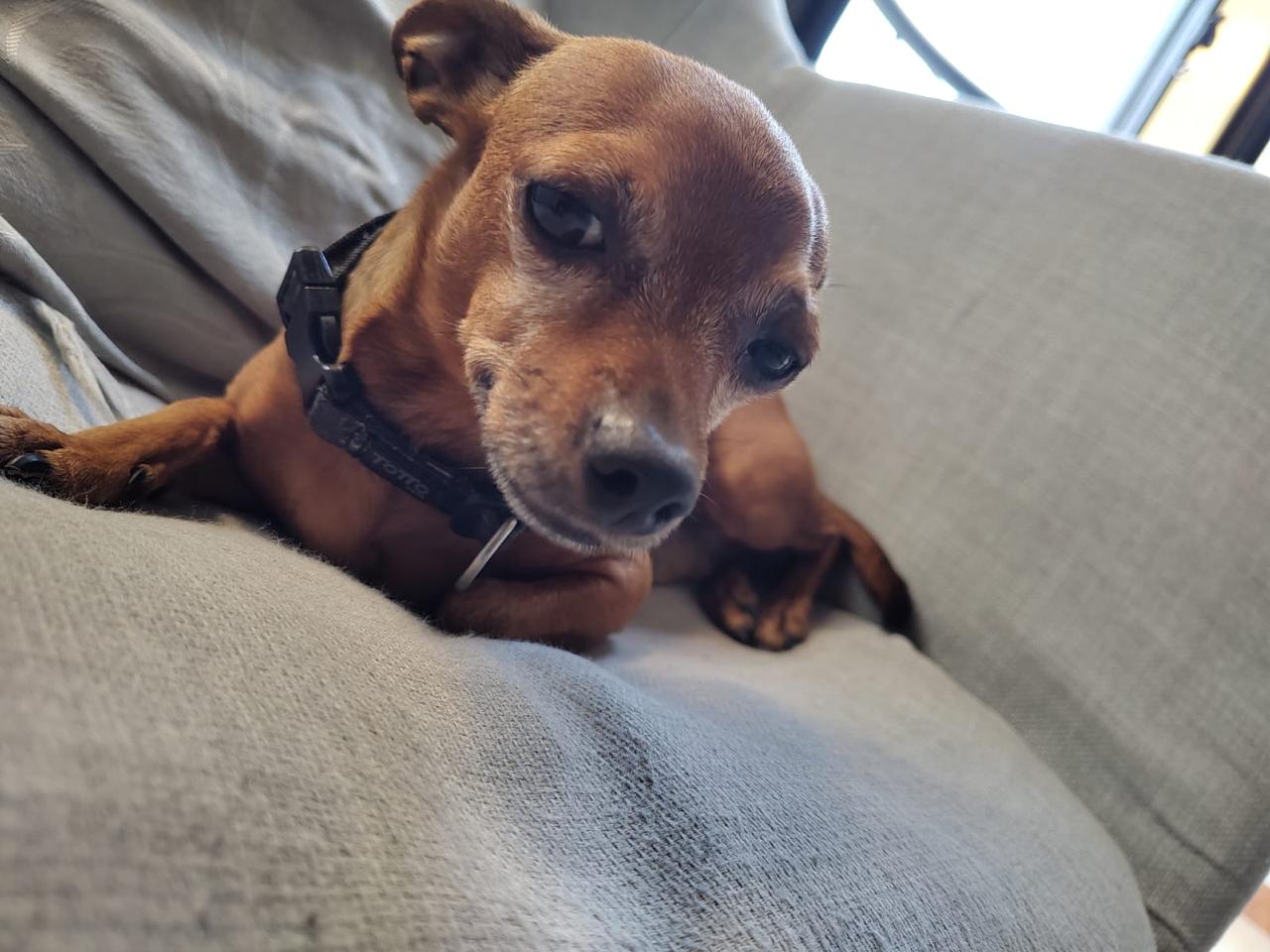 Se busca Pluto, perro perdido en Pereira. Recompensa. 72
