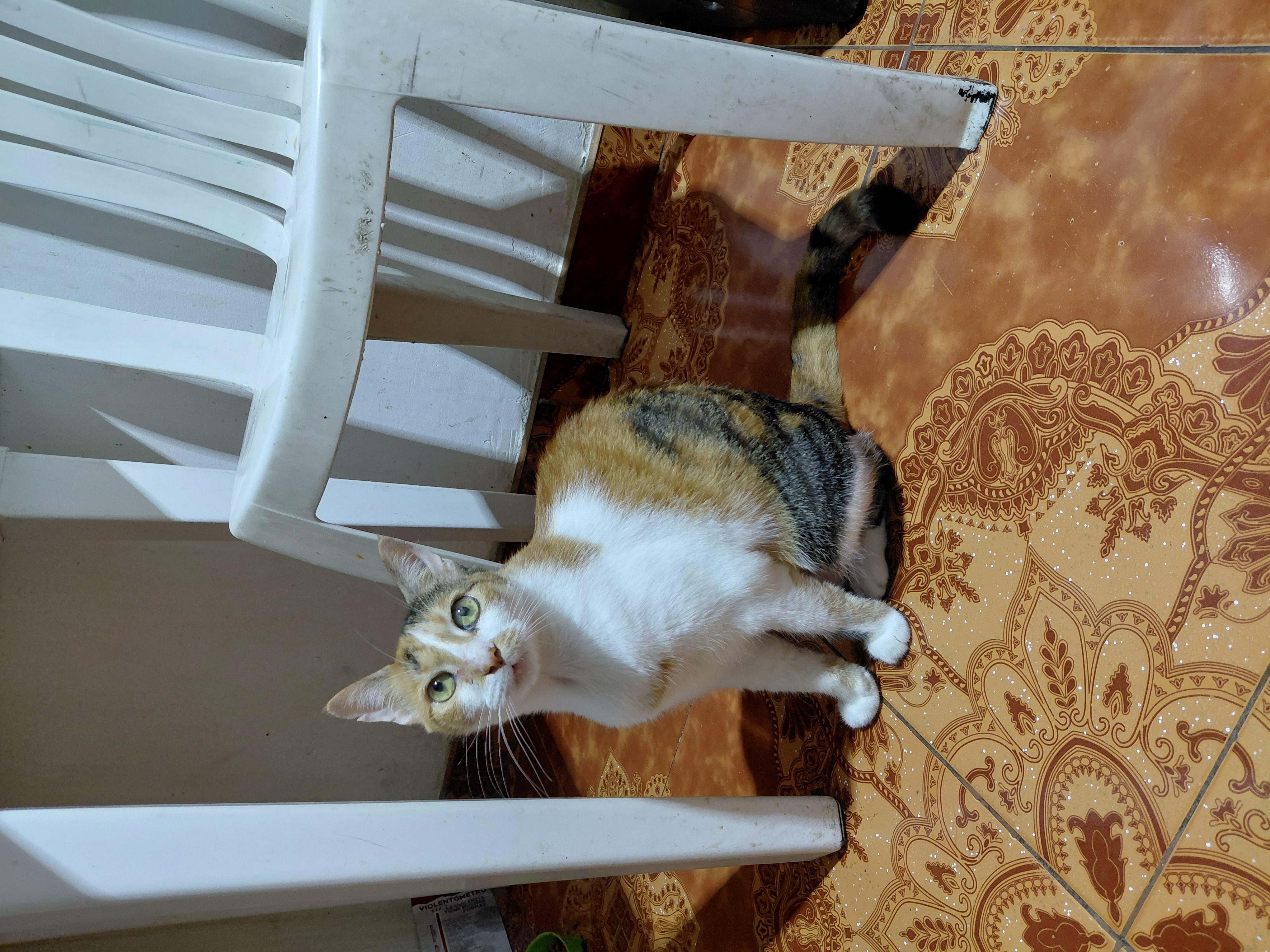 Luna - Gata Perdida 💔 185