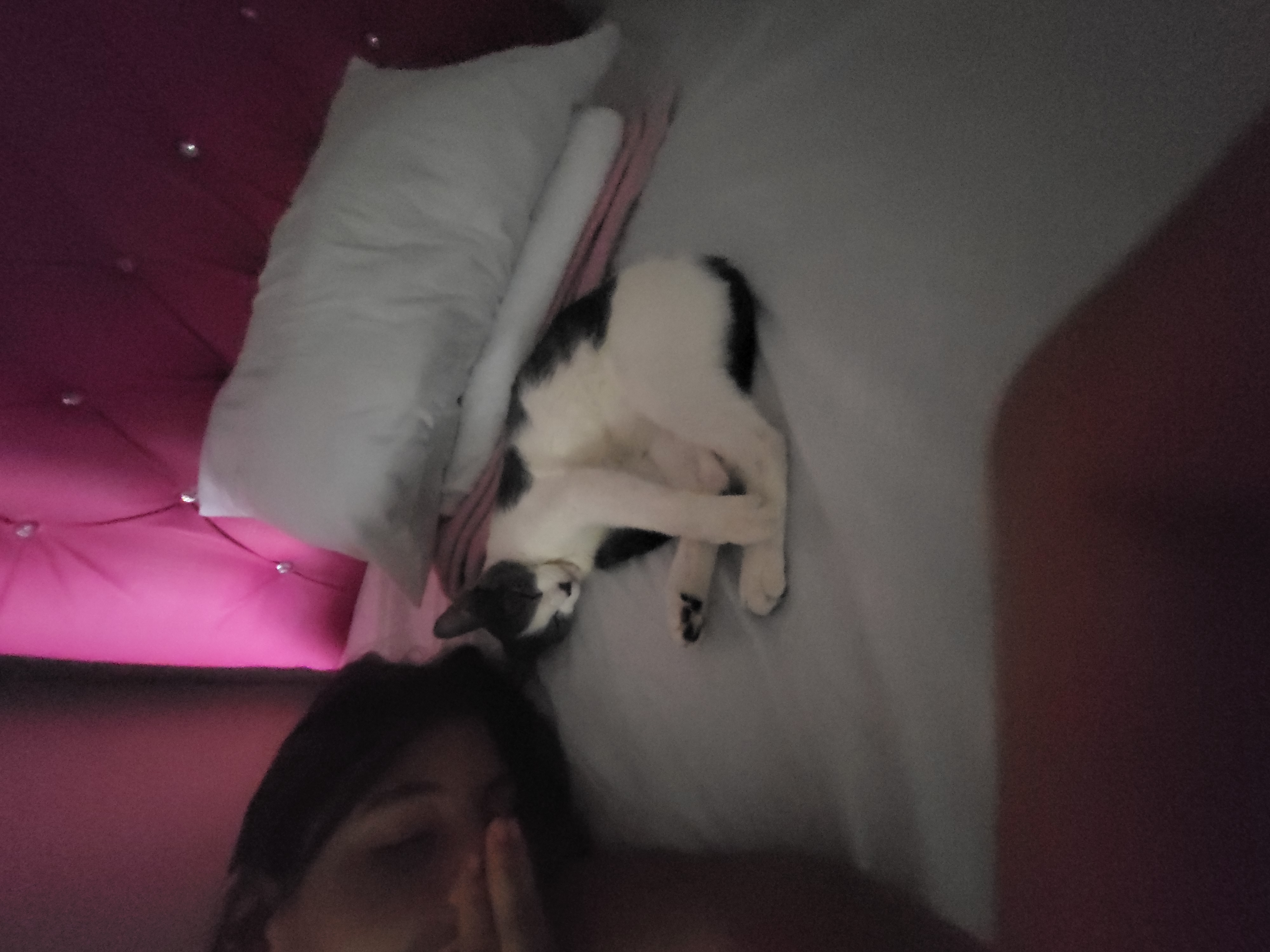¡Perlita perdida! Gato blanco y gris busca su hogar urgente 228