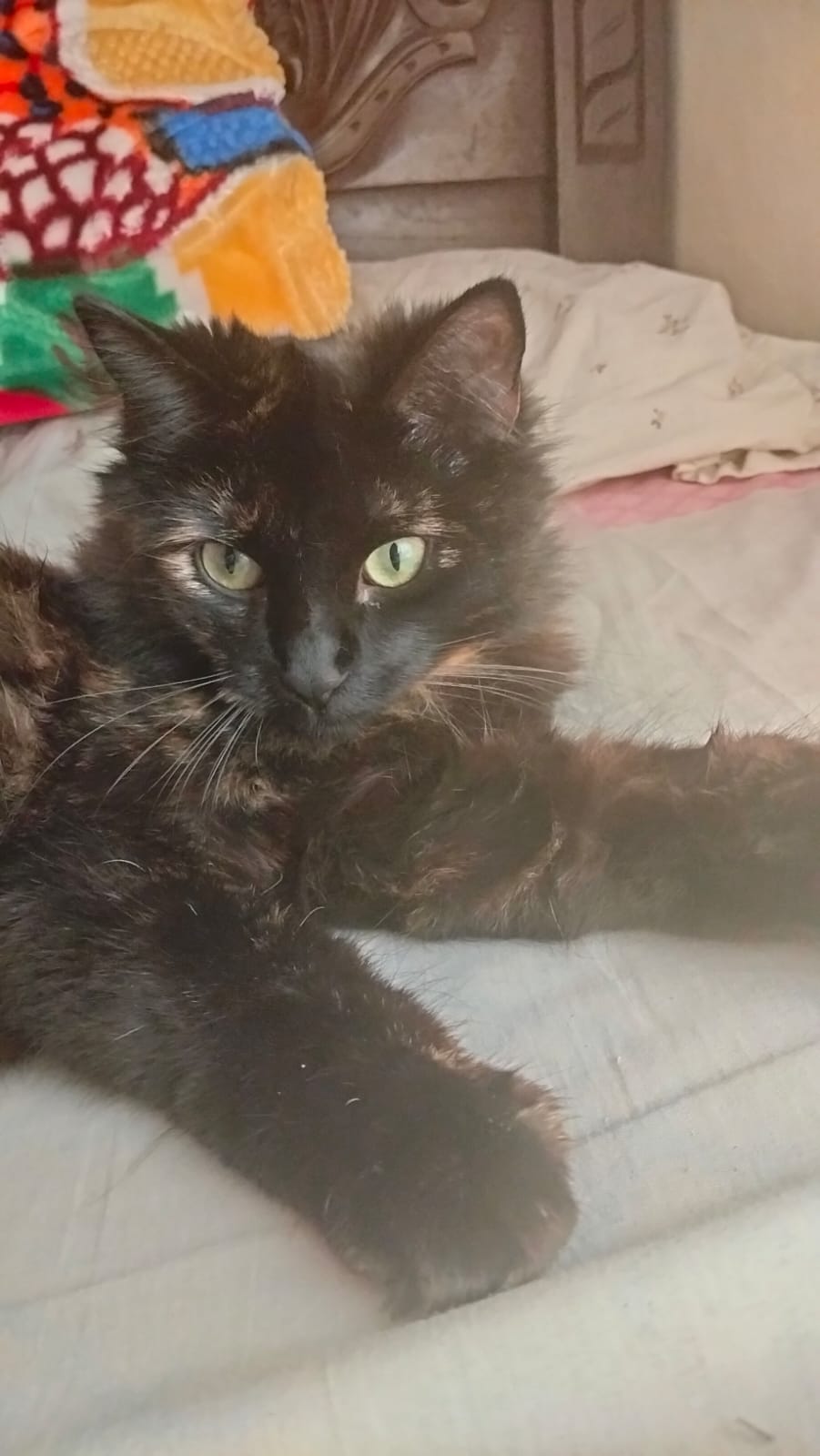 Mascota perdida: Gatita Nala busca a su familia 😿 92