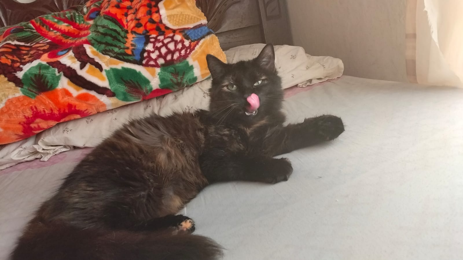 Mascota perdida: Gatita Nala busca a su familia 😿 90