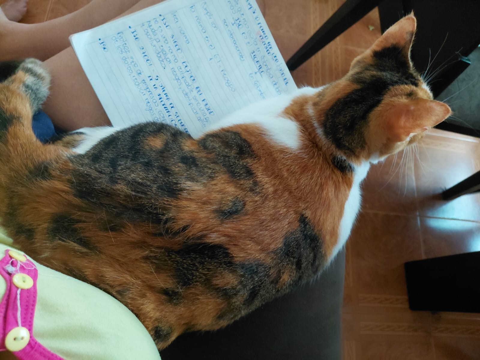 Luna - Gata Perdida 💔 183