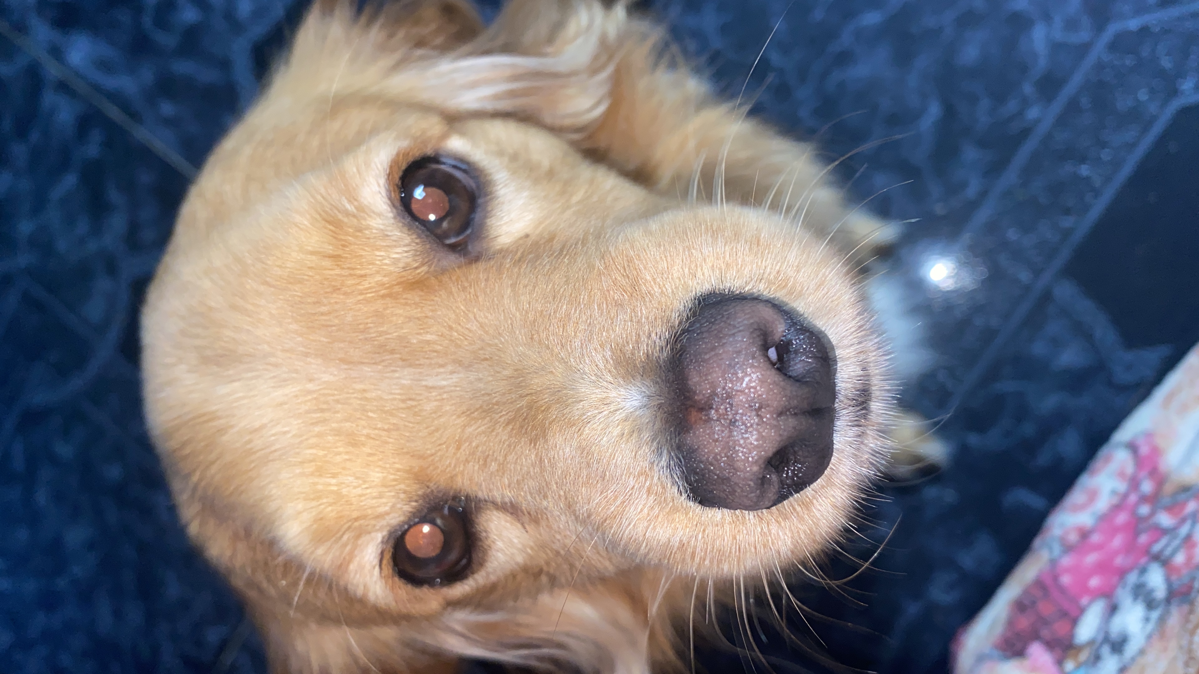 ¡Ayuda! Taison, mi perro seme perdio es enraizado tolden es amarillo pequeño 😔 79