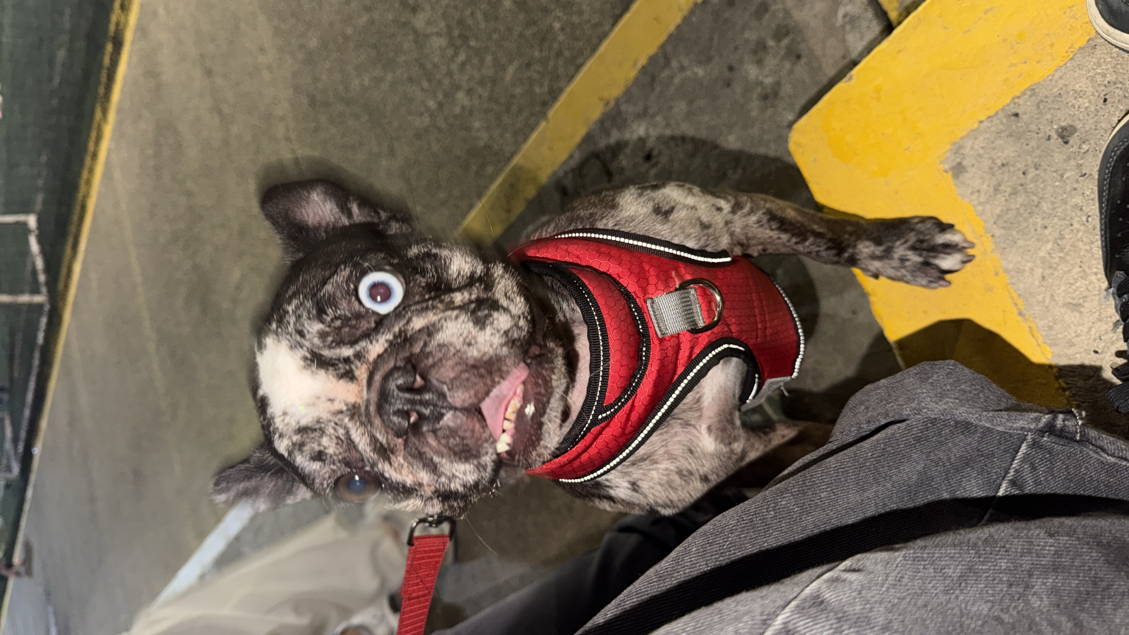 ¡Se Busca! Perro French Bulldog Perdido - Ayuda a Encontrarlo 266