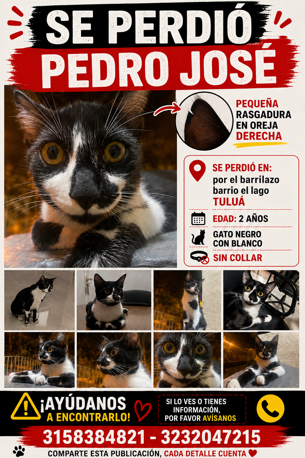 ¡Se busca! Pedro Jose, gato perdido en Tulua. ¡Ayuda a encontrarlo! 82