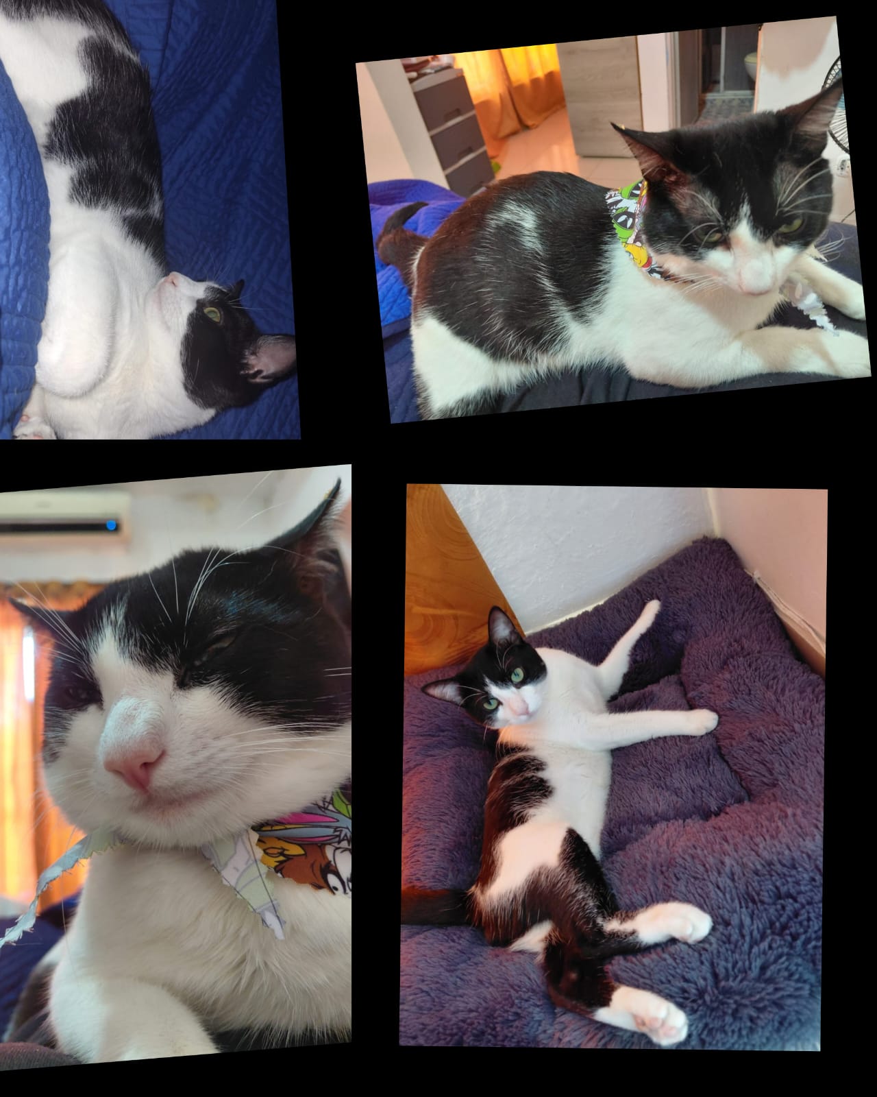 ¡Oreo Perdido! 🐈 Busca a su familia 🏡 17