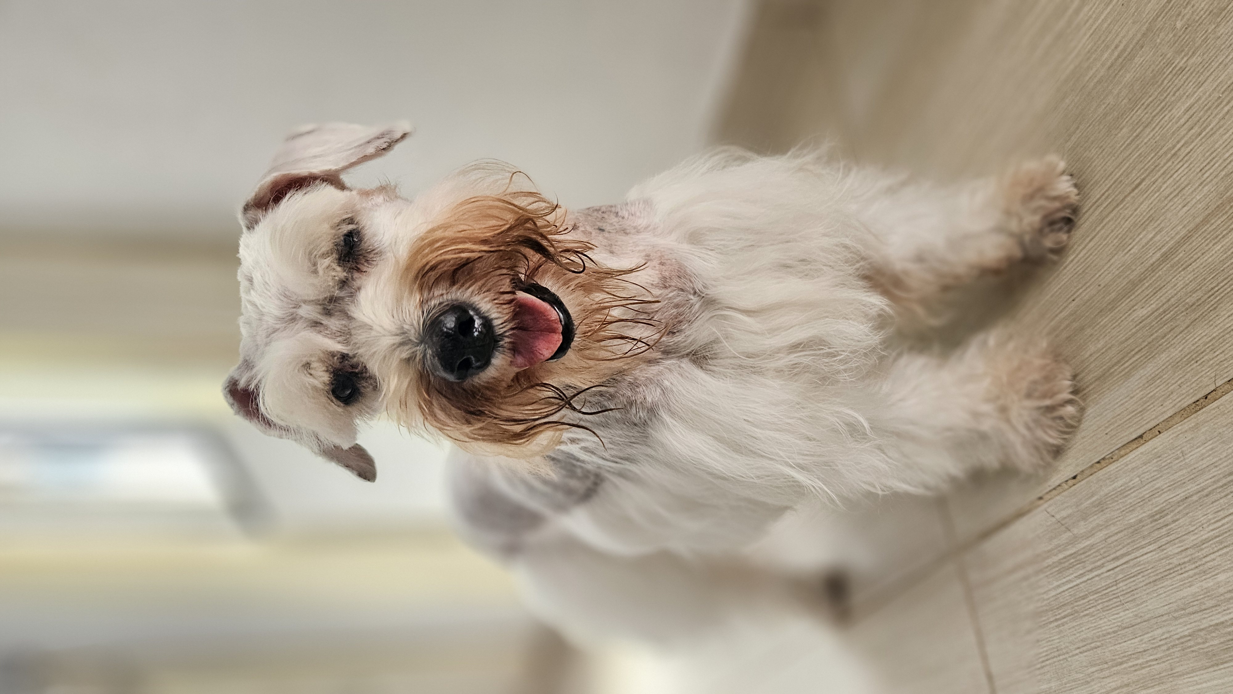 Perdida Ilona, perrita snhauzer blanca, requiere de cuidados paliativos 🐶 97