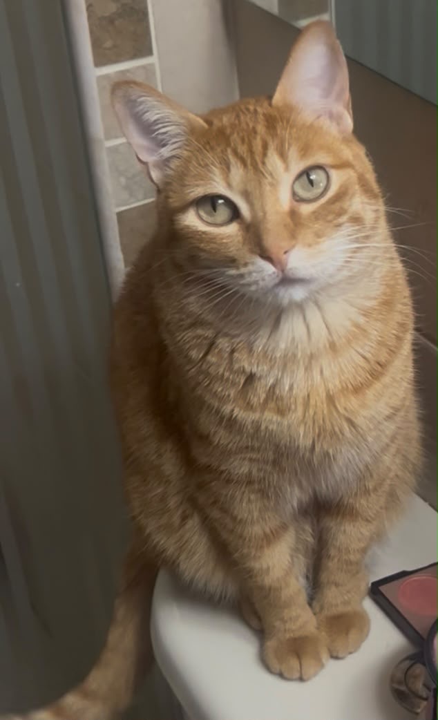 Se busca DULCE! Gato Naranja Perdido en Pereira 126