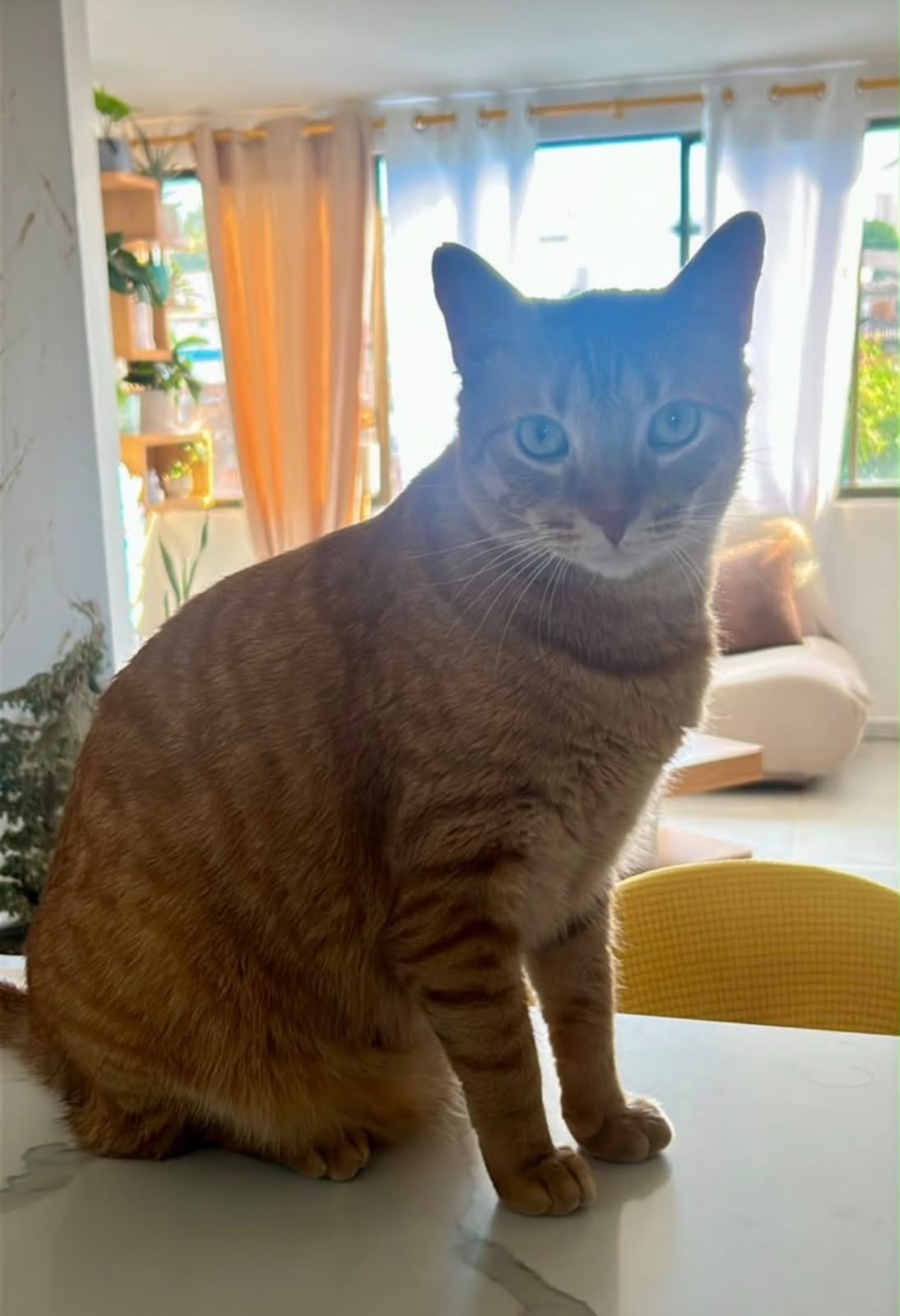 ¡Leo, gato atigrado naranja, se busca! 😿 120
