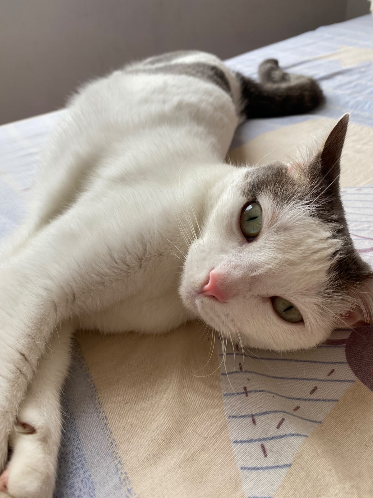 Toky: Gato perdido - ¡Ayúdanos a encontrarlo! 87