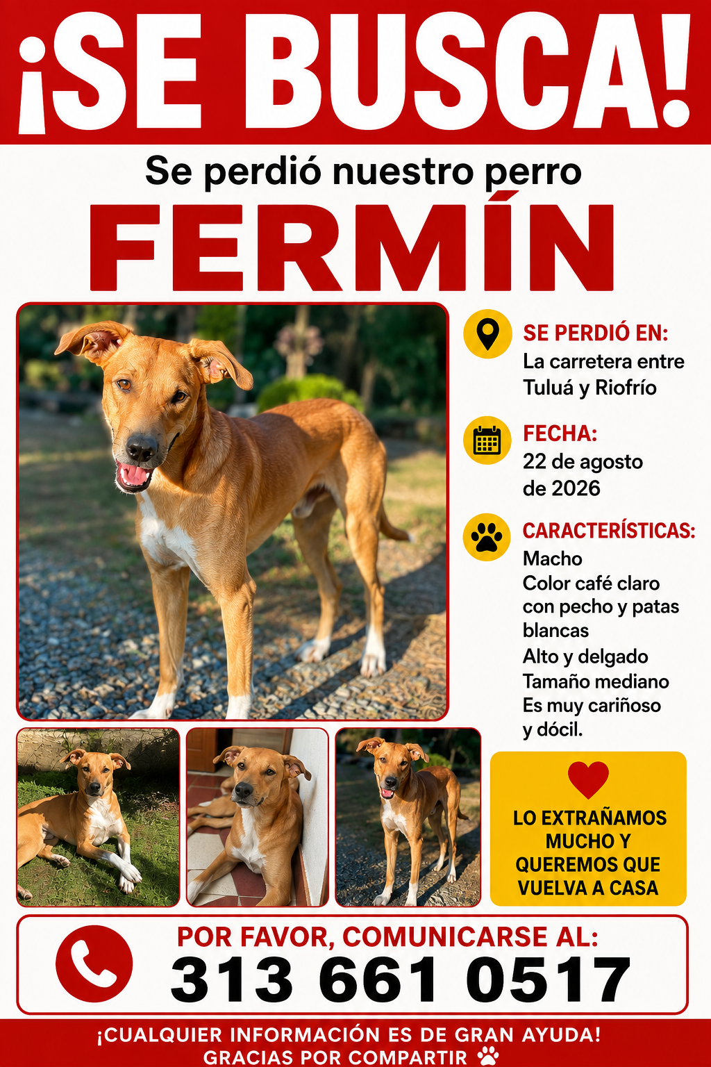 ¡Fermín, perro mestizo perdido! Ayúdanos a encontrarlo 174