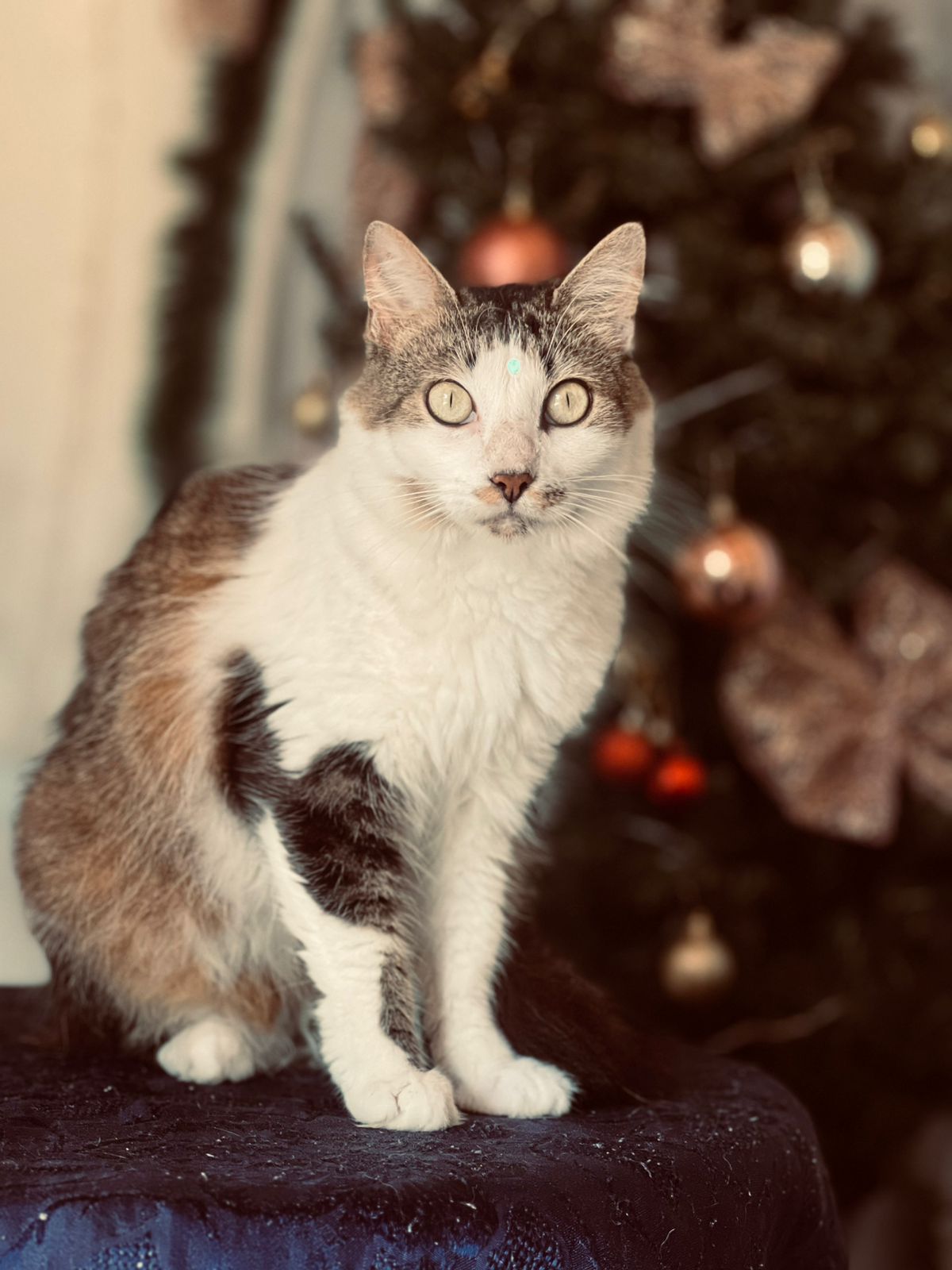 ¡Se busca! Gato Manchas perdido 286