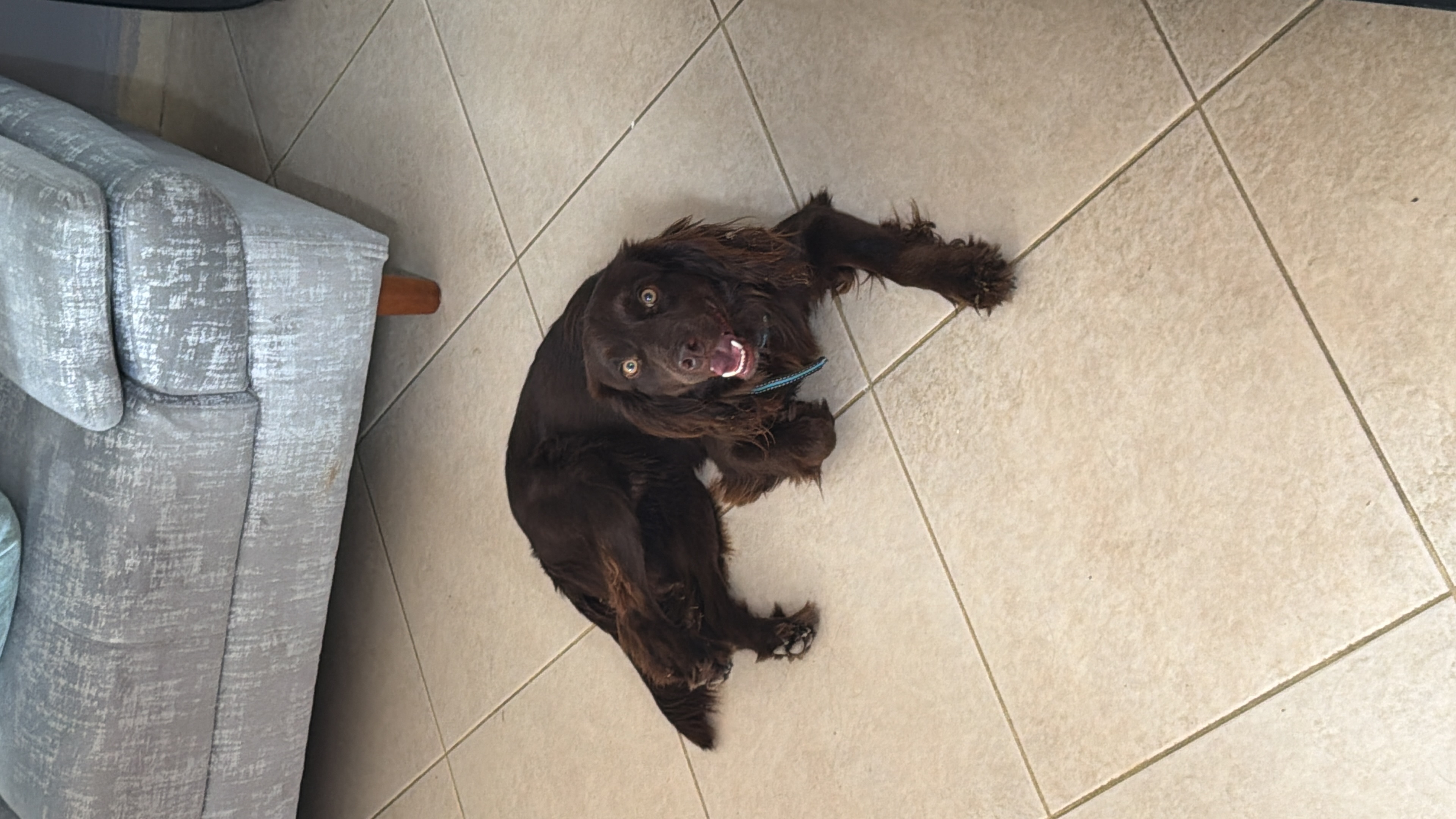 ¡Enzo se perdió! Perro Cocker Spaniel Inglés marrón, tamaño mediano 231