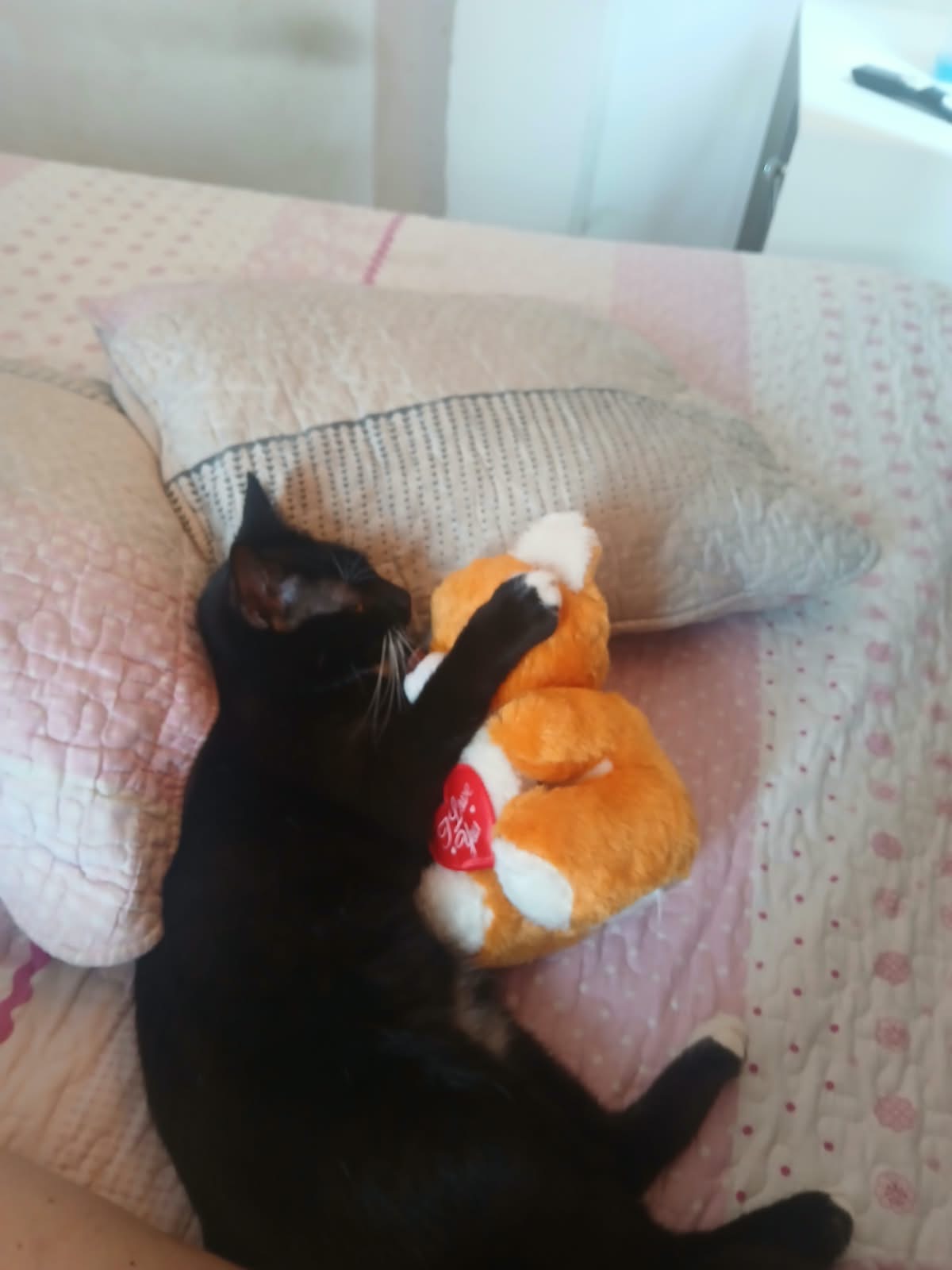 ¡Gato perdido! Tom busca su hogar 😿 258