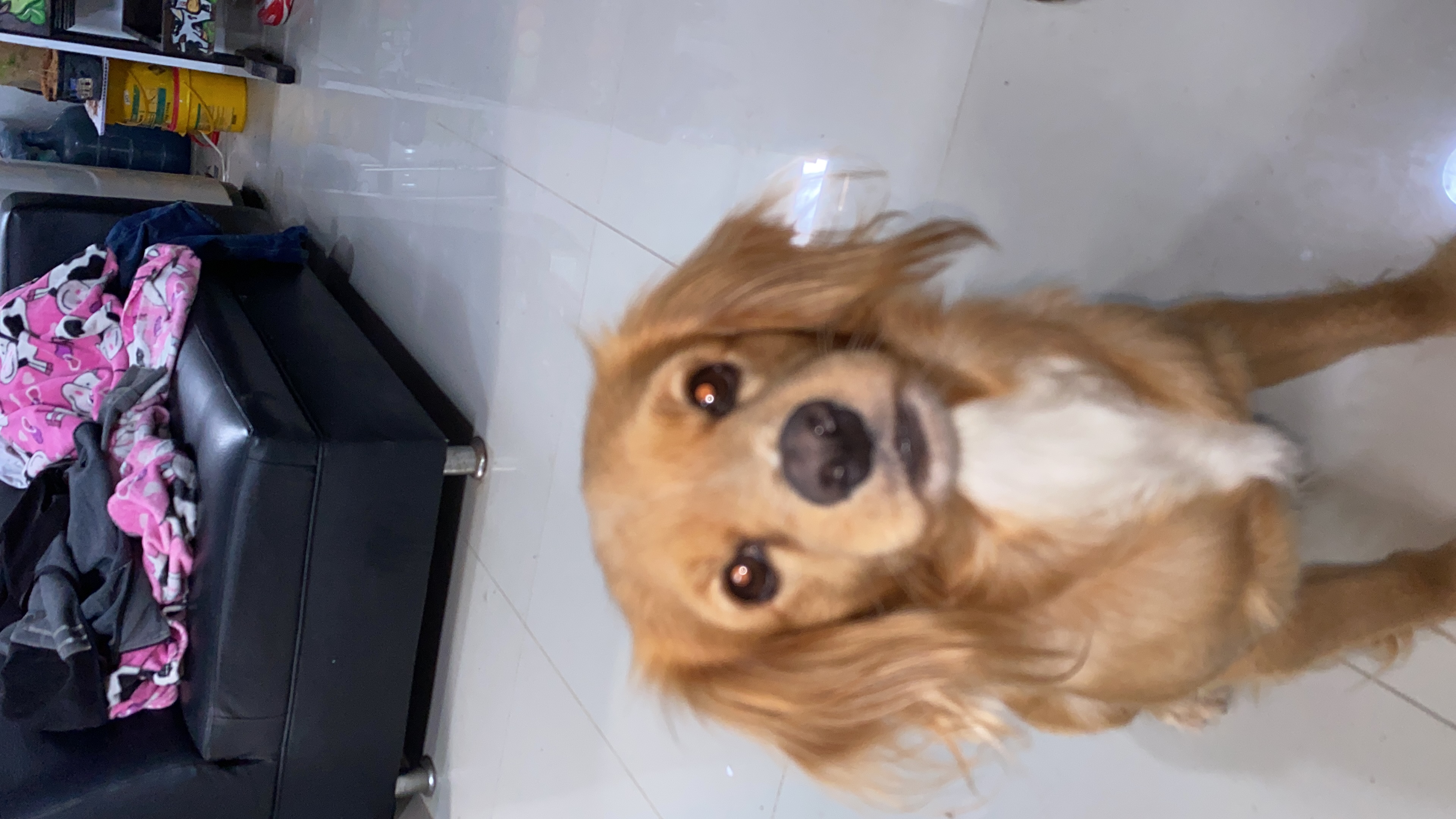 ¡Ayuda! Taison, mi perro seme perdio es enraizado tolden es amarillo pequeño 😔 75