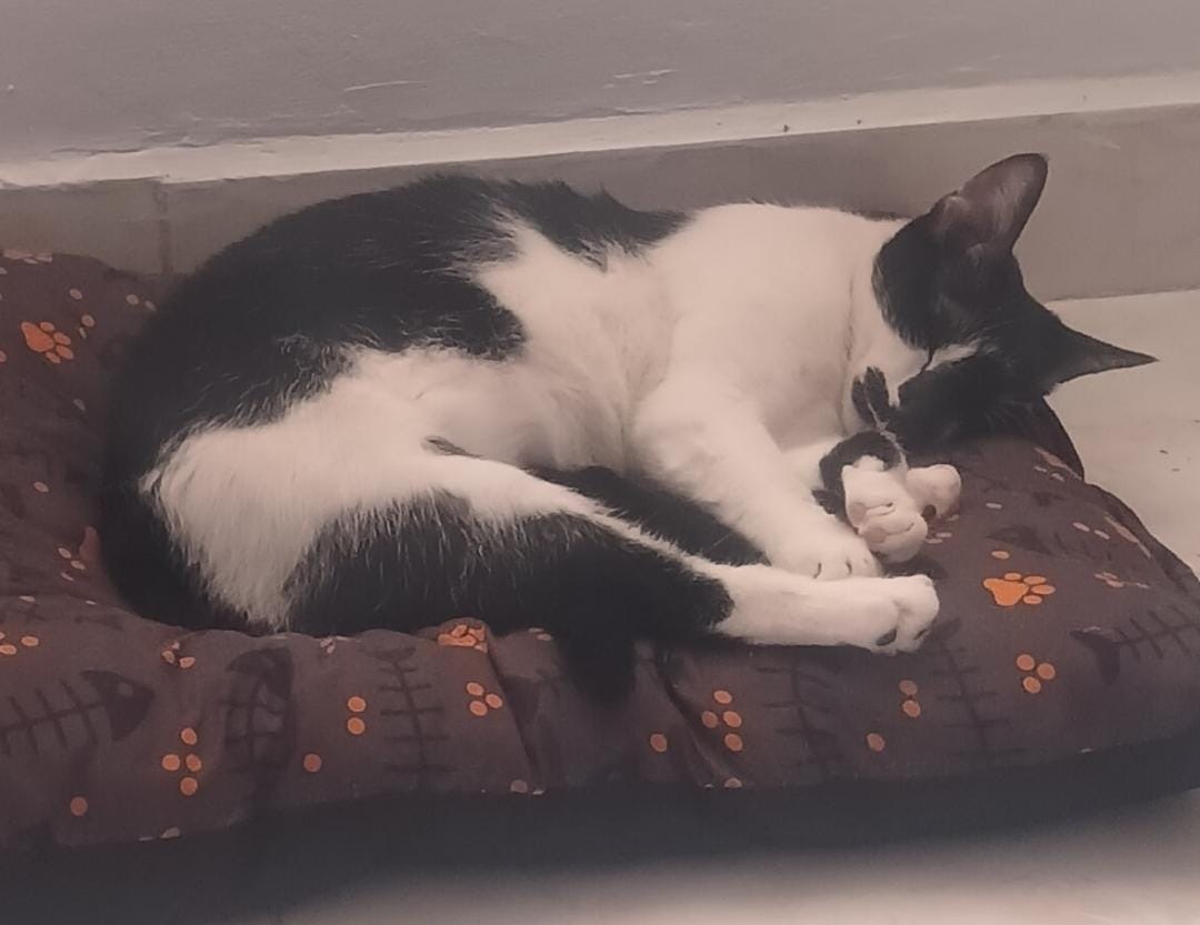 ¡Gatuna Perdida! Ayuda a encontrar a mi gatita blanca y negra 154