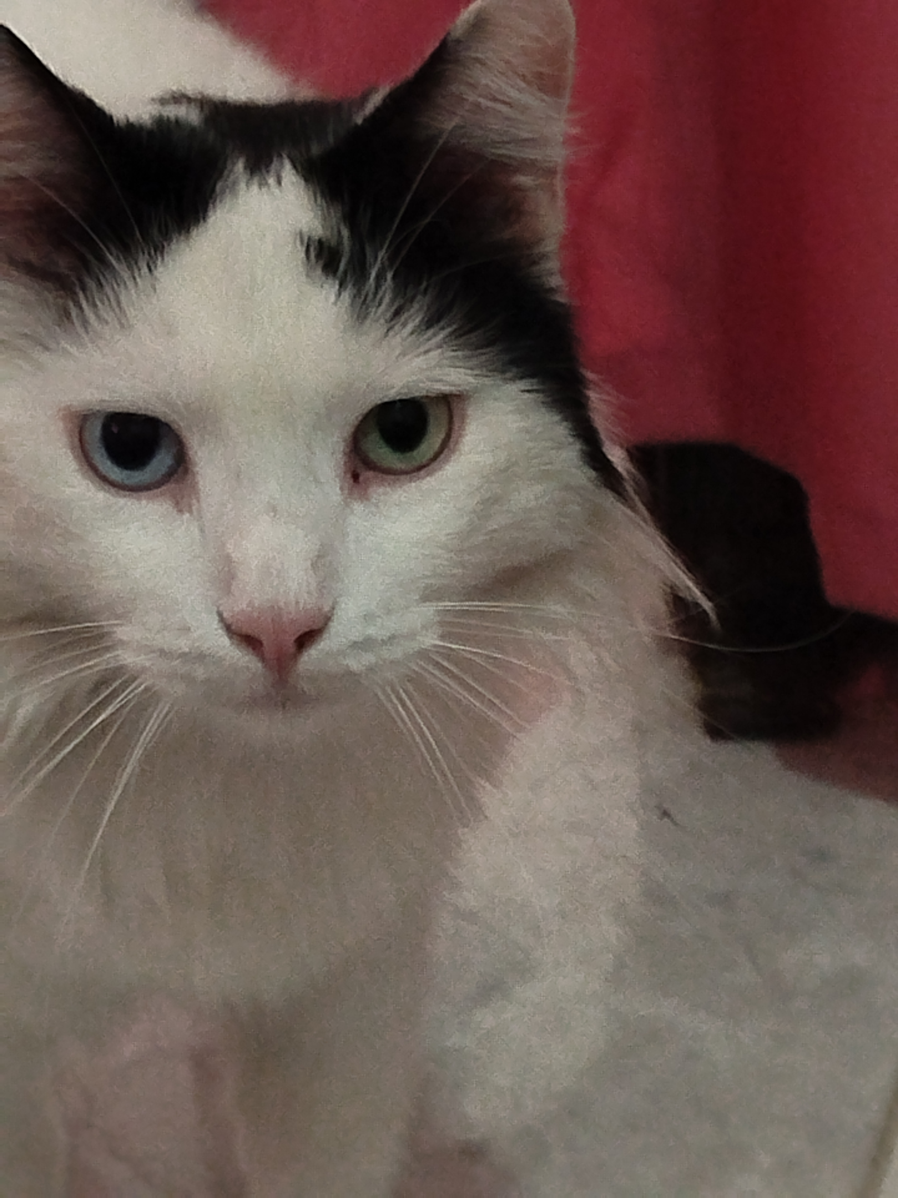 OLIVER , gato perdido. ¡Ayuda a encontrarlo! 125
