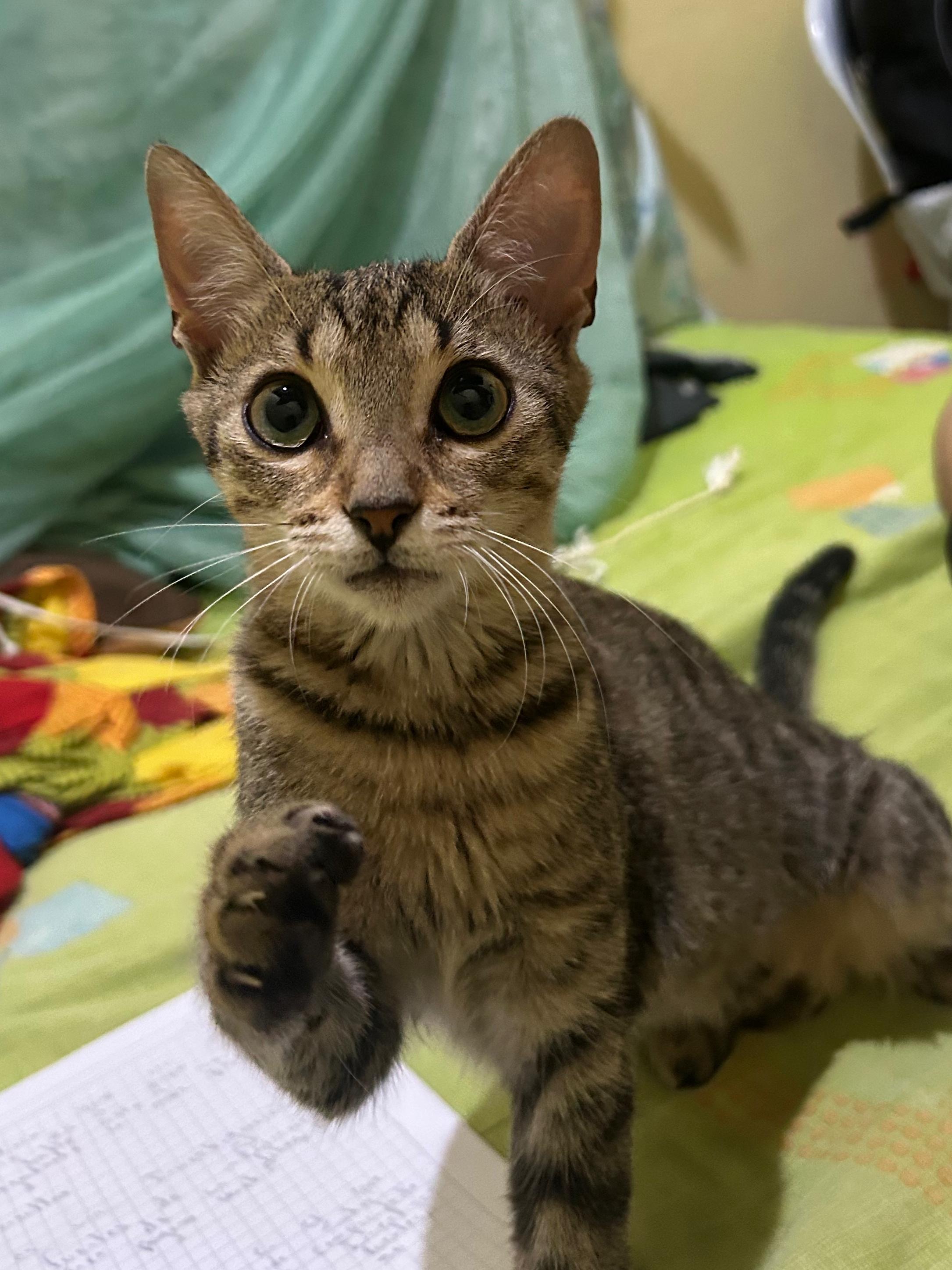 ¡Mochi ha desaparecido! Gata perdido en el barrio gavilanes la virginia 69