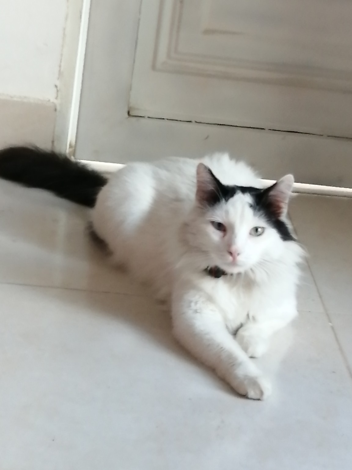 OLIVER , gato perdido. ¡Ayuda a encontrarlo! 124
